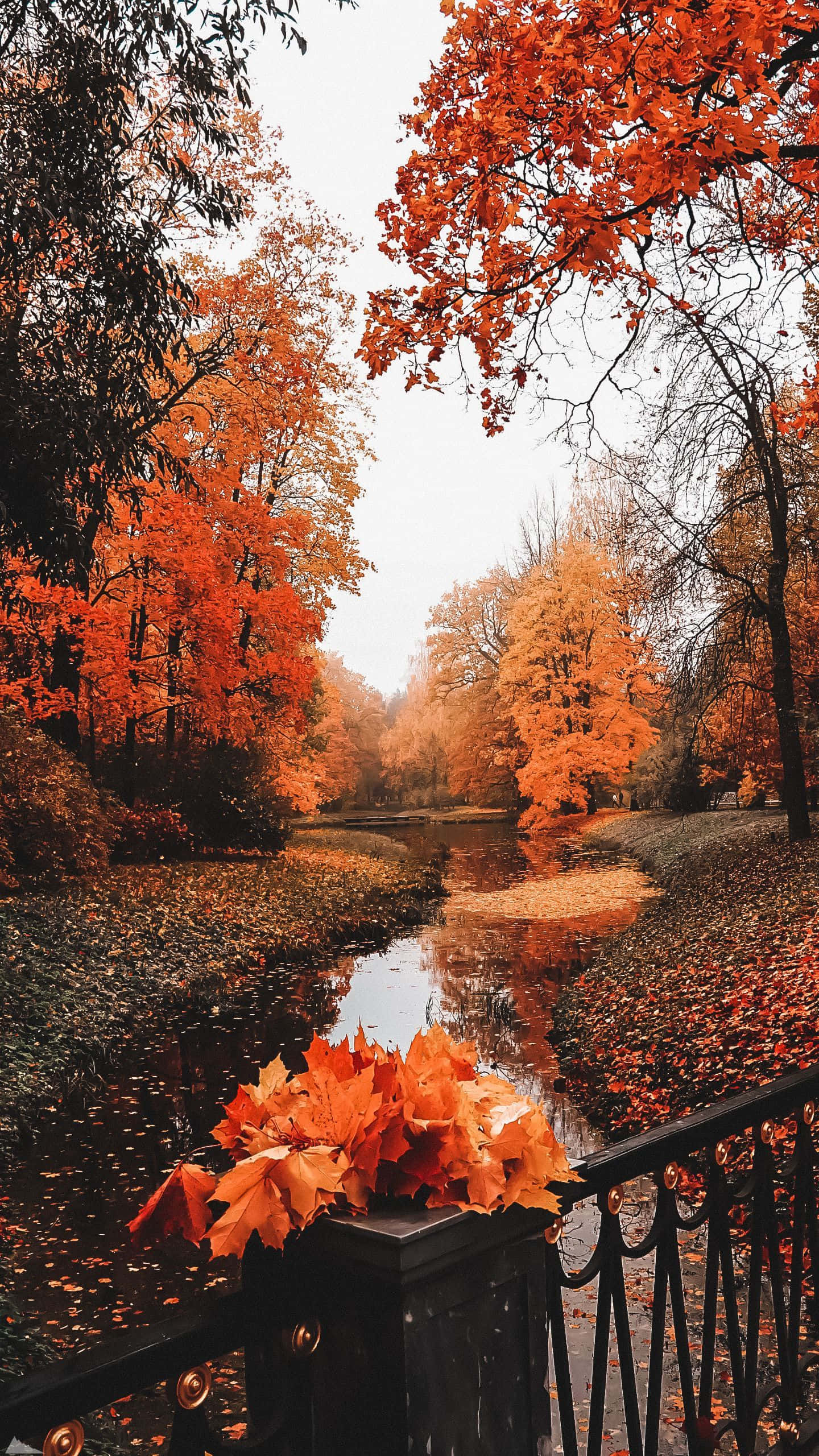 autumn path, fiery orange trees, fallen leaves, 2K Phone Wallpaper