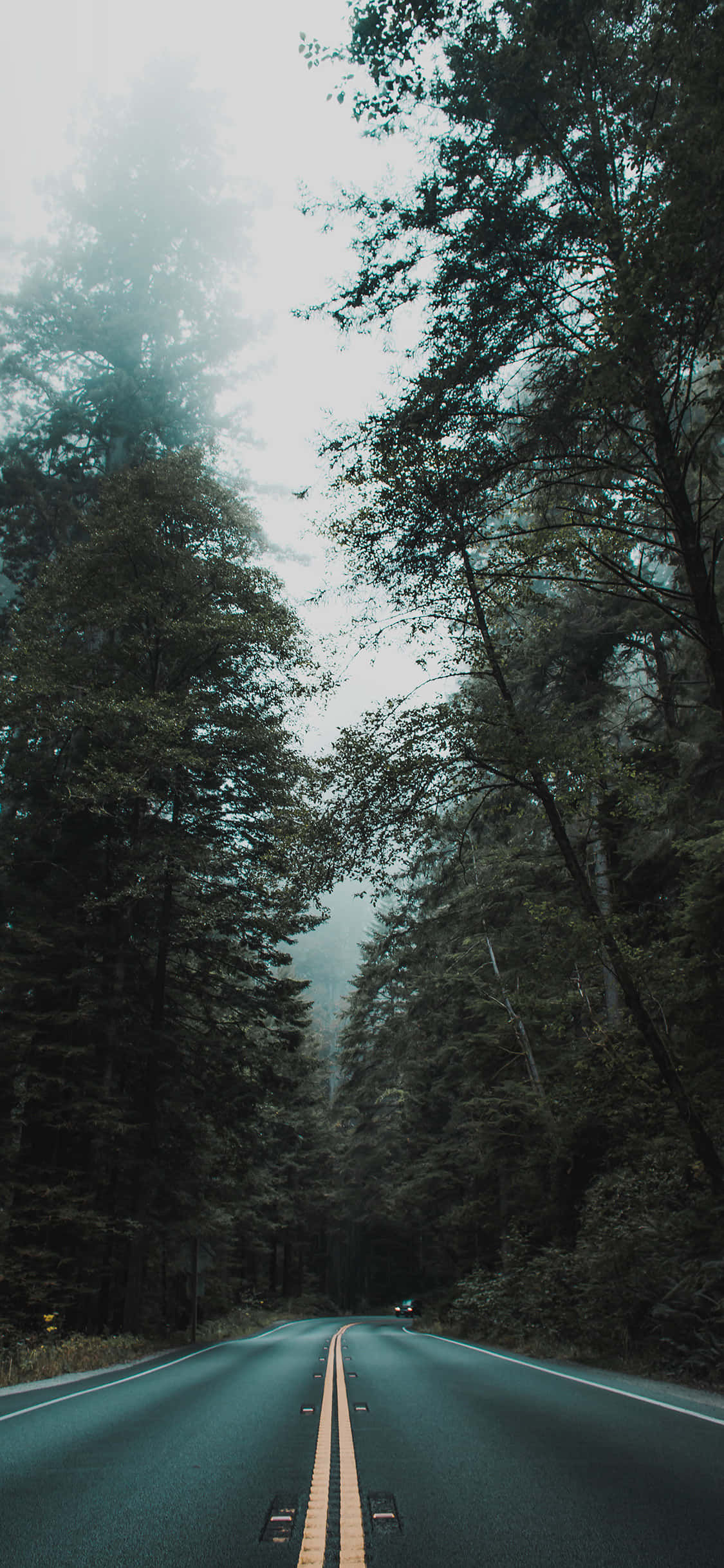 trees iphone, misty forest road, towering evergreens, Full HD Phone Wallpaper