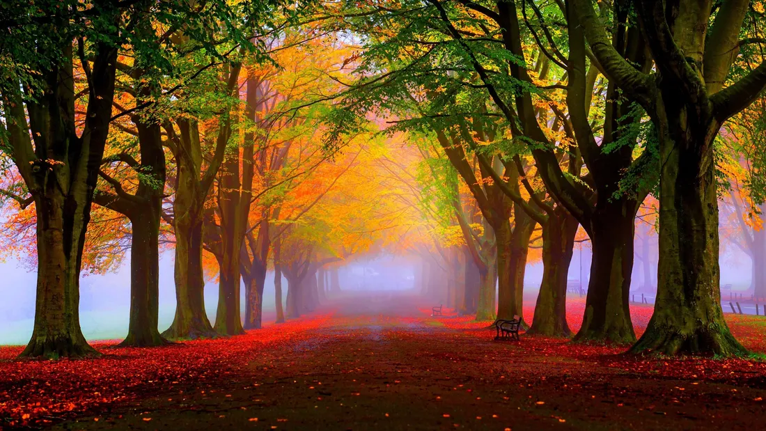 Cute Autumn
