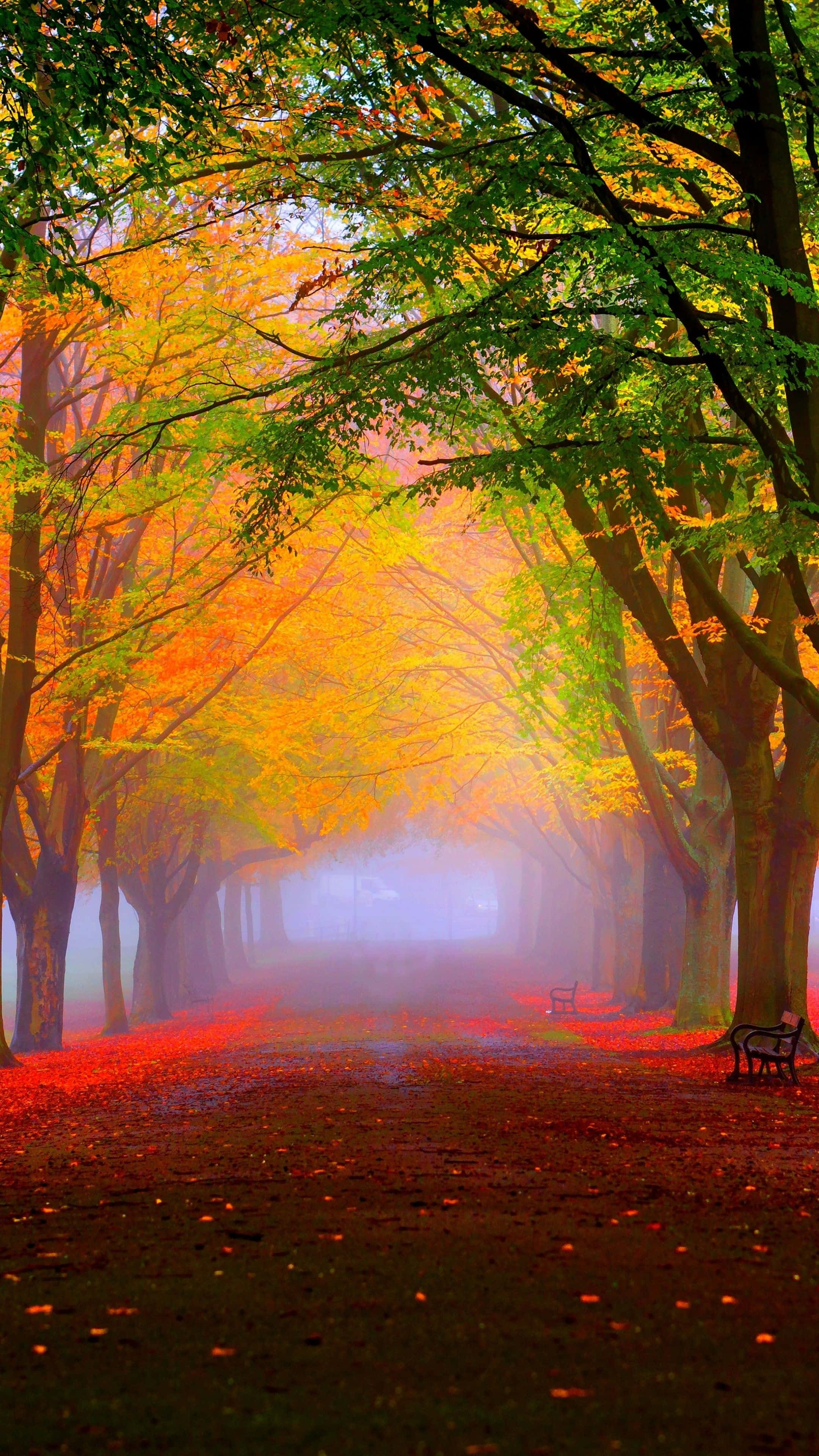 cute autumn, autumn path, fiery orange leaves, 4K Phone Wallpaper