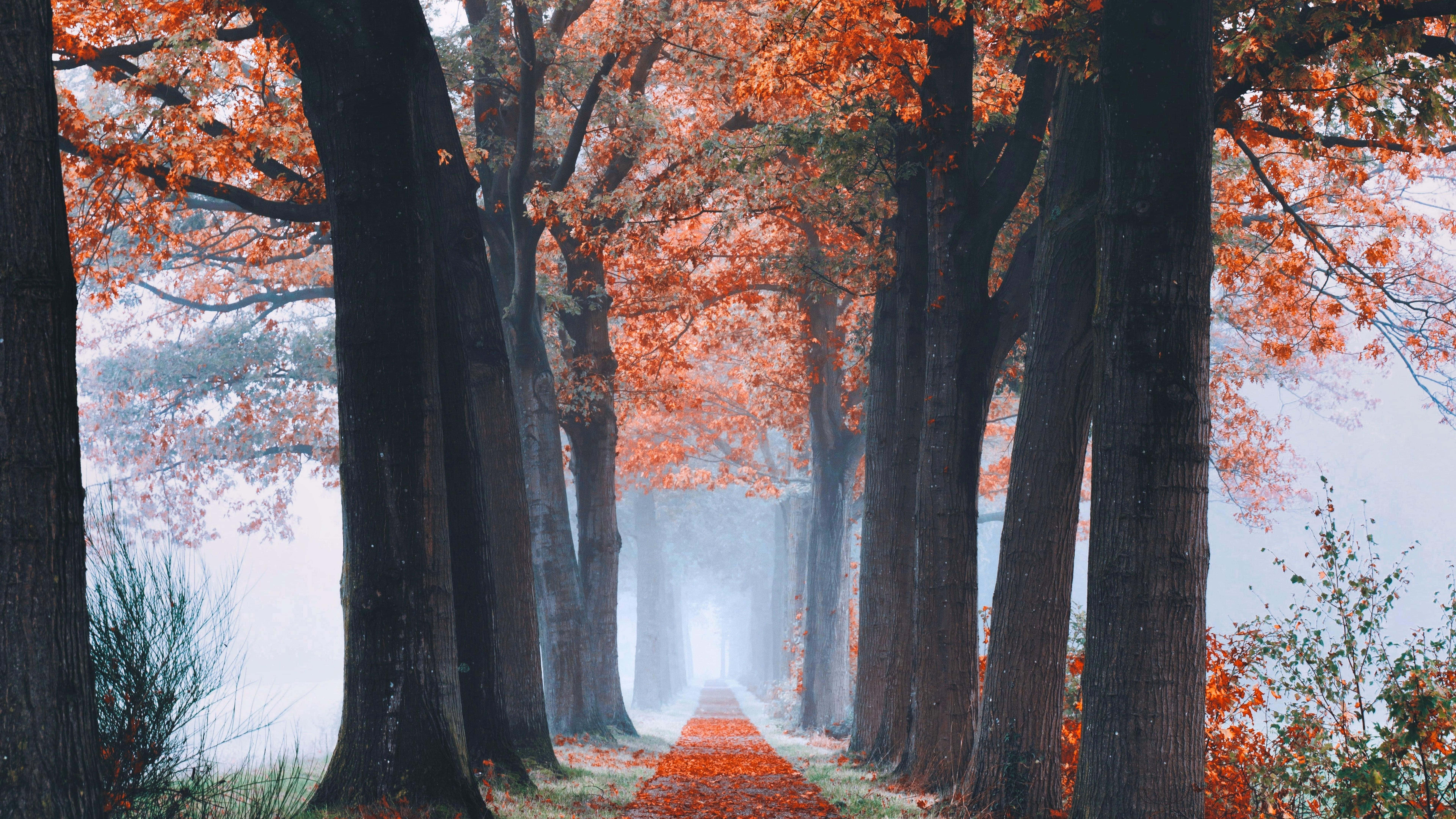 Cute Autumn, autumn path, towering trees, 8K Desktop Wallpaper