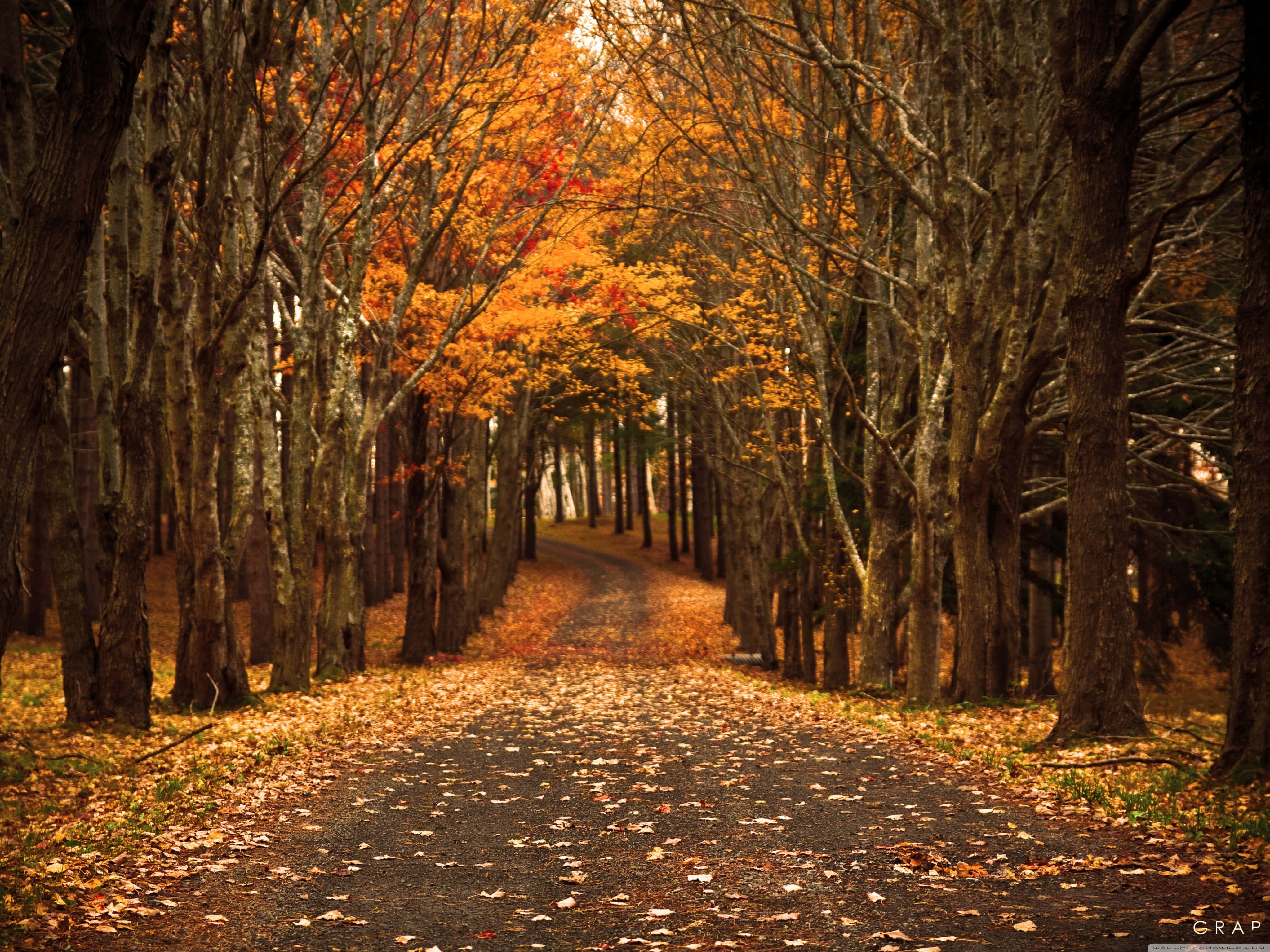 golden autumn leaves, fiery orange foliage, winding forest path, 4K Desktop Wallpaper