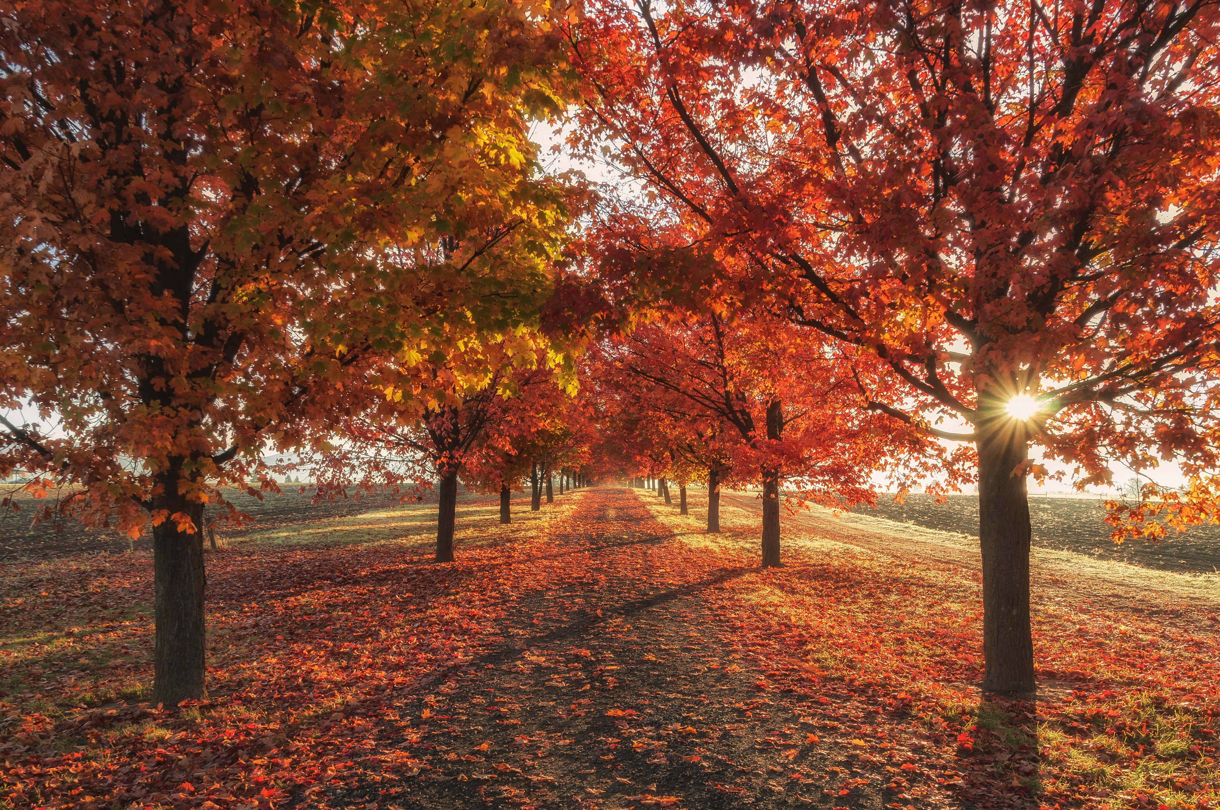autumn, sunlit path, fiery red maple trees, 4K Desktop Wallpaper