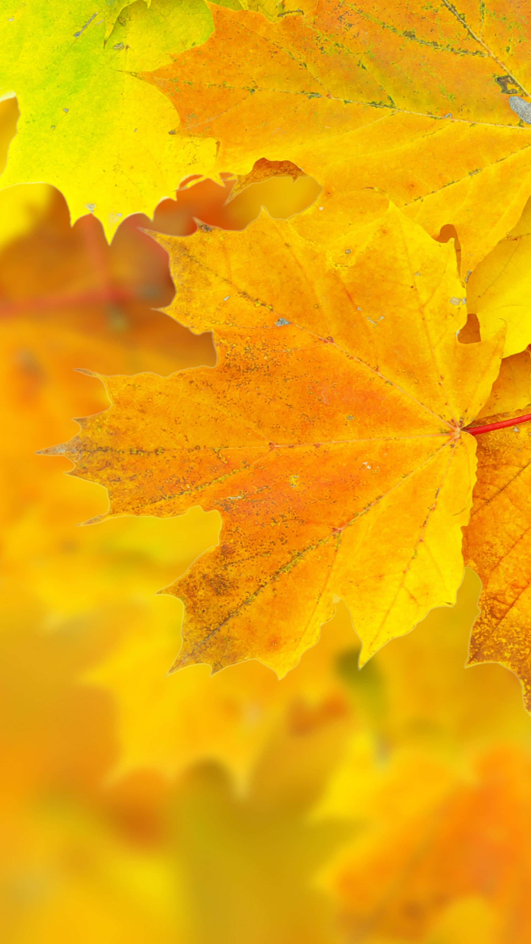 autumn, yellow maple leaves, crisp autumn hues, 4K Phone Wallpaper
