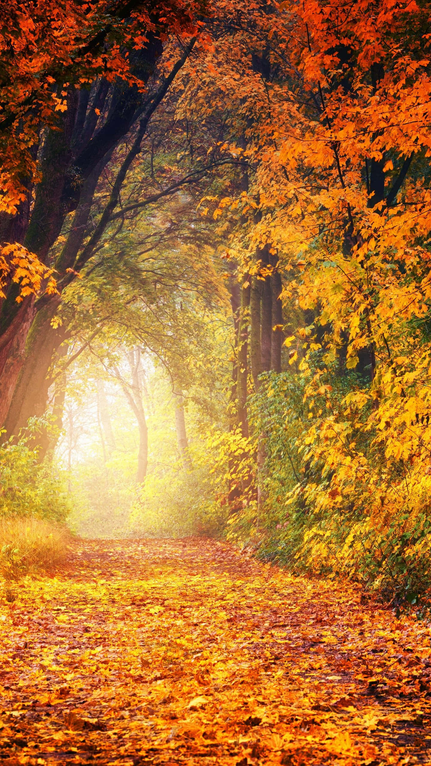 autumn forest path, golden leaves, glowing misty distance, 2K Phone Wallpaper