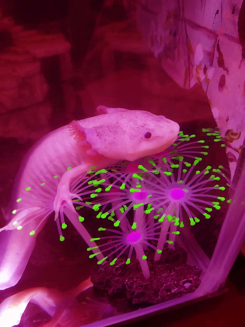 cute axolotl, aquarium, bioluminescent display, SD Phone Wallpaper