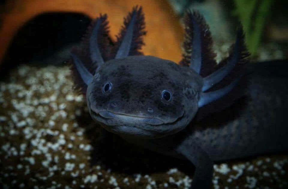 cute axolotl, black, feathery gills, SD Desktop Wallpaper