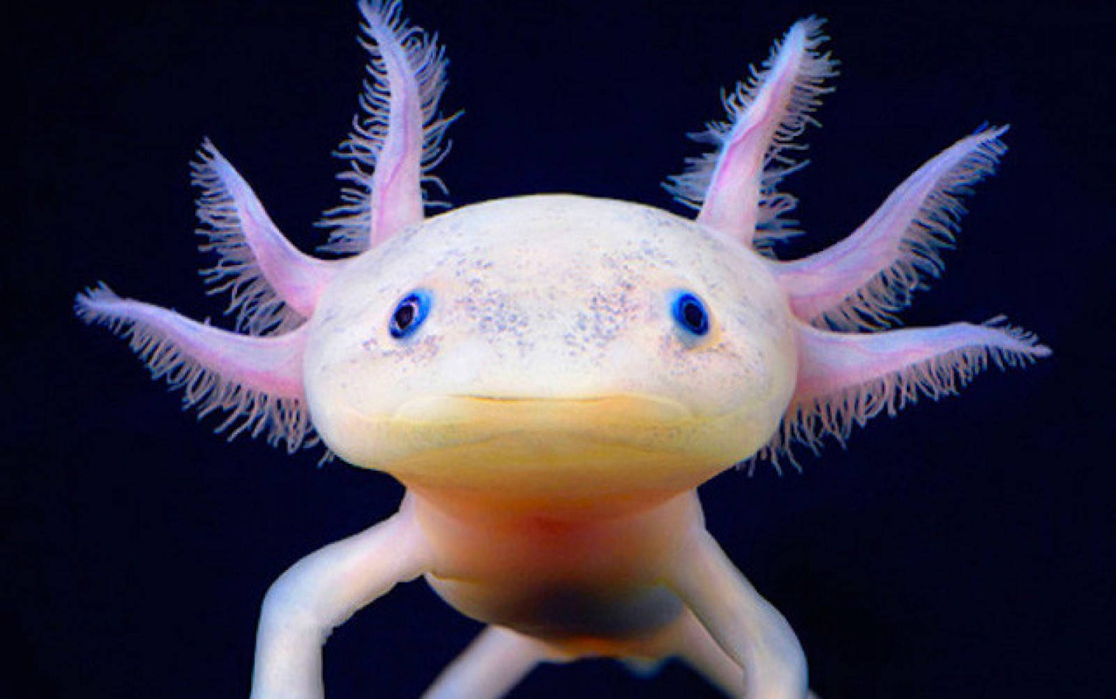 axolotl, feathery pink gills, bright blue eyes, HD Desktop Wallpaper