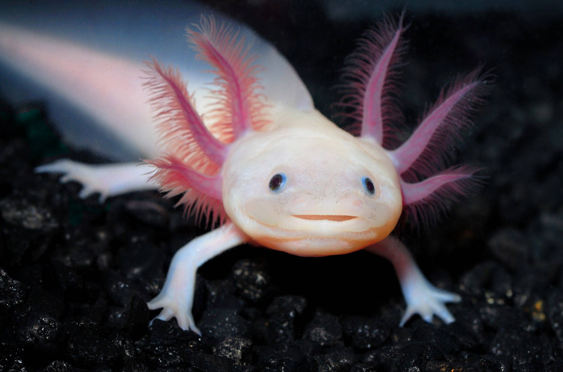 axolotl, pale axolotl, pink gills, HD Desktop Wallpaper