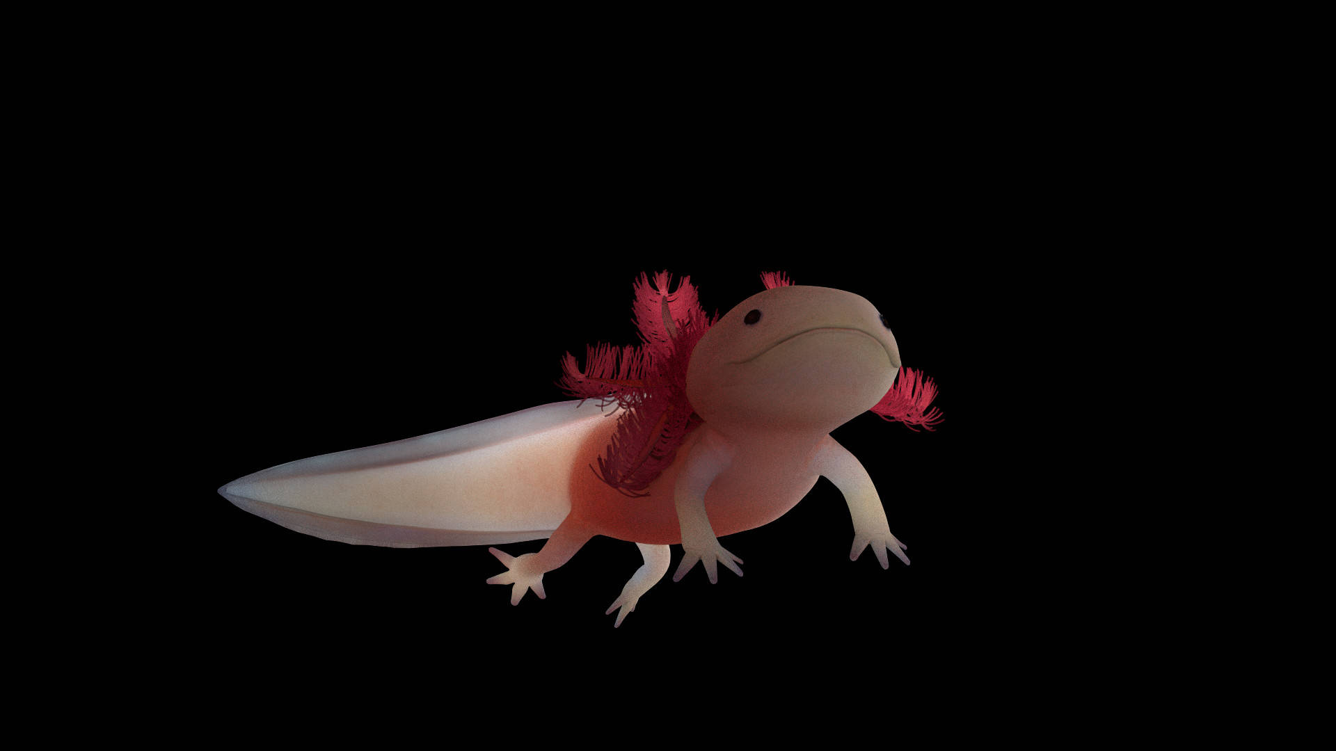 pink axolotl, feathery red gills, stark black background, Full HD Desktop Wallpaper