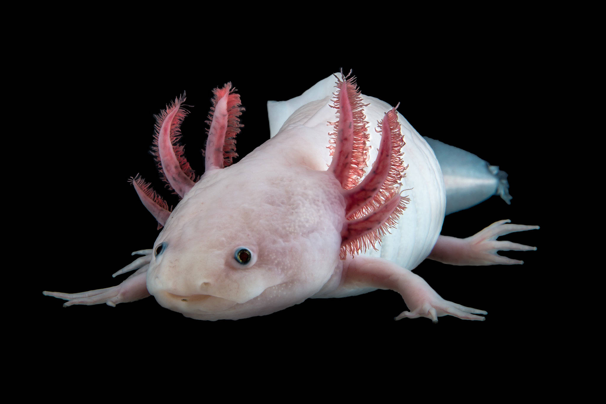 pink adult axolotl, feathery pink gills, stark black background, Full HD Desktop Wallpaper