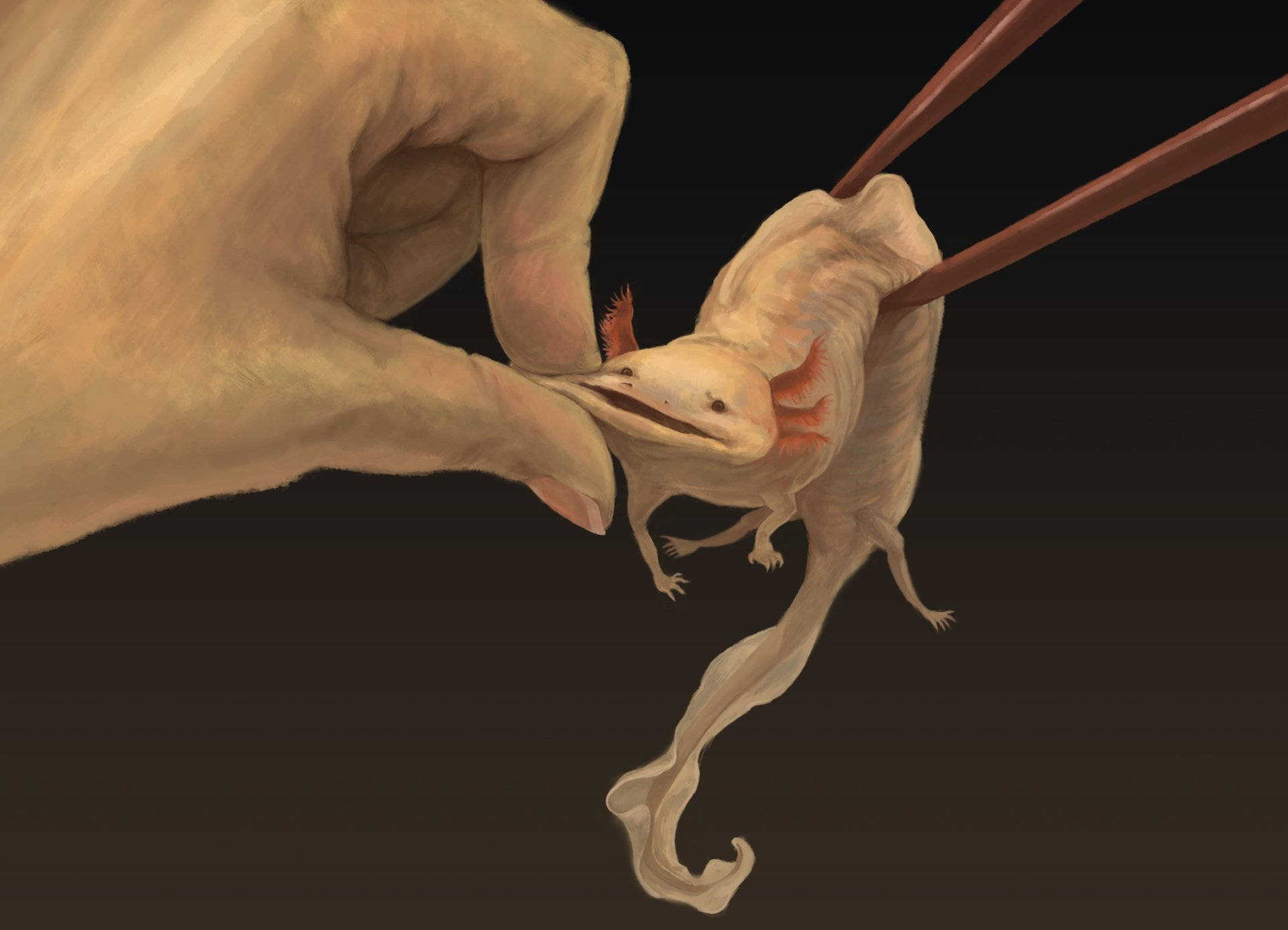 axolotl, tweezers, dark background, Full HD Desktop Wallpaper