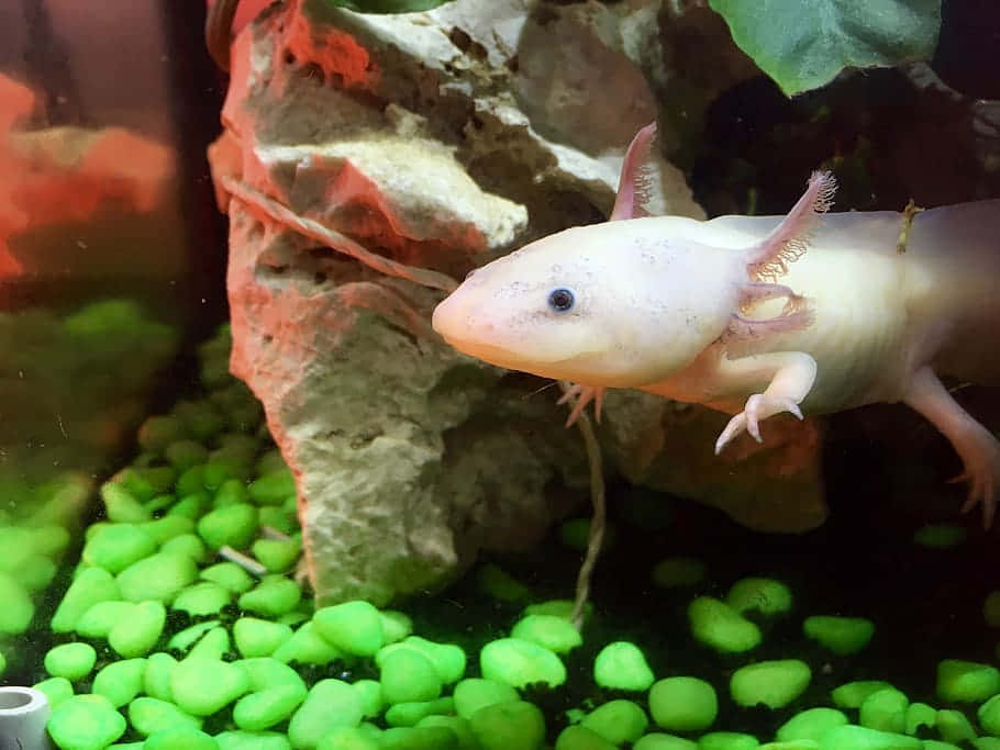 cute axolotl baby, aquarium, glowing green gravel, SD Desktop Wallpaper