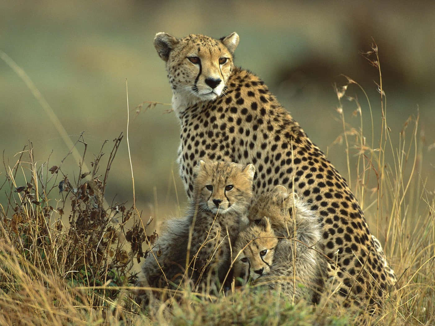 baby cheetah, mother cheetah, cubs, HD Desktop Wallpaper