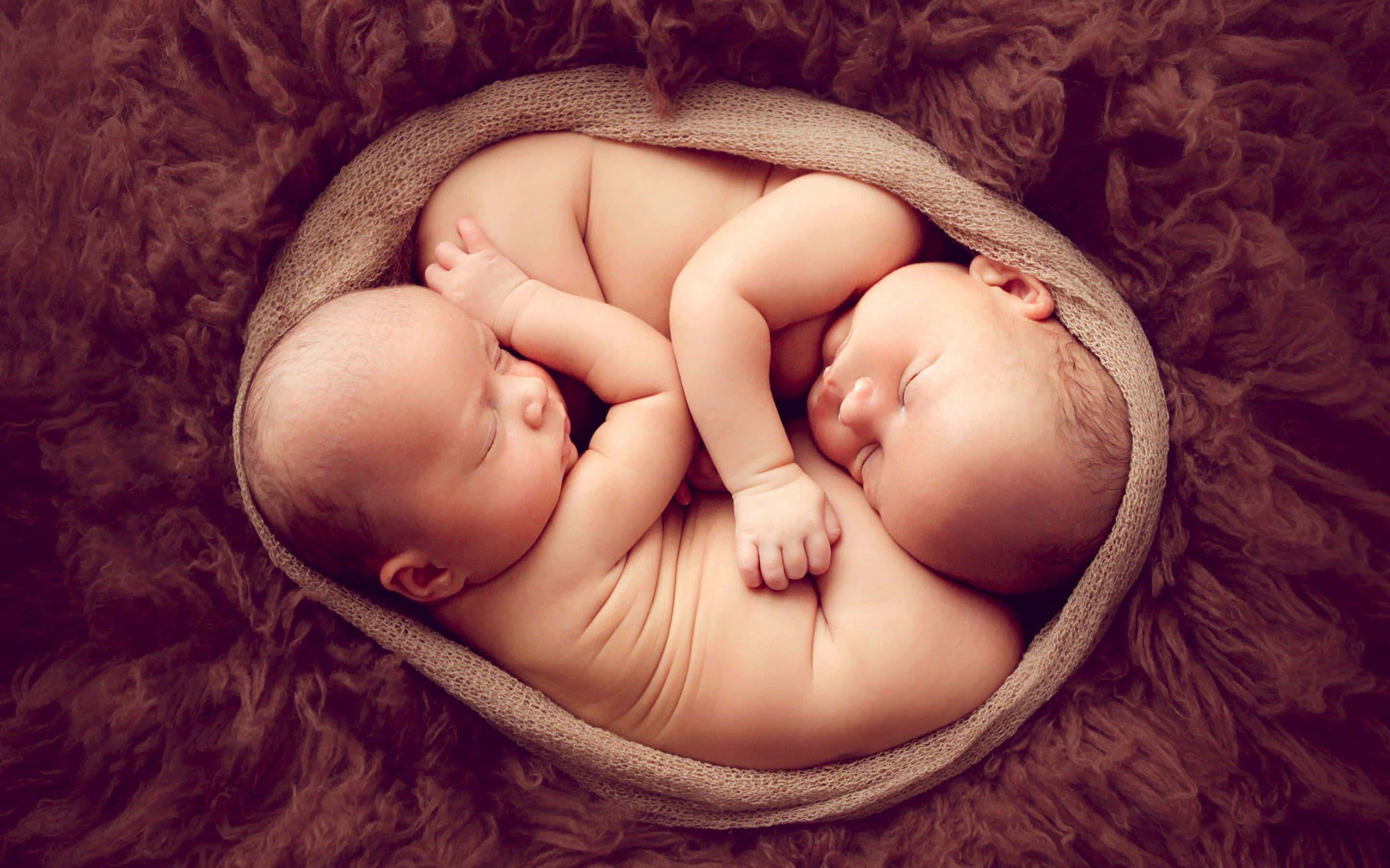 newborn twins, woven basket, fluffy brown rug, 2K Desktop Wallpaper