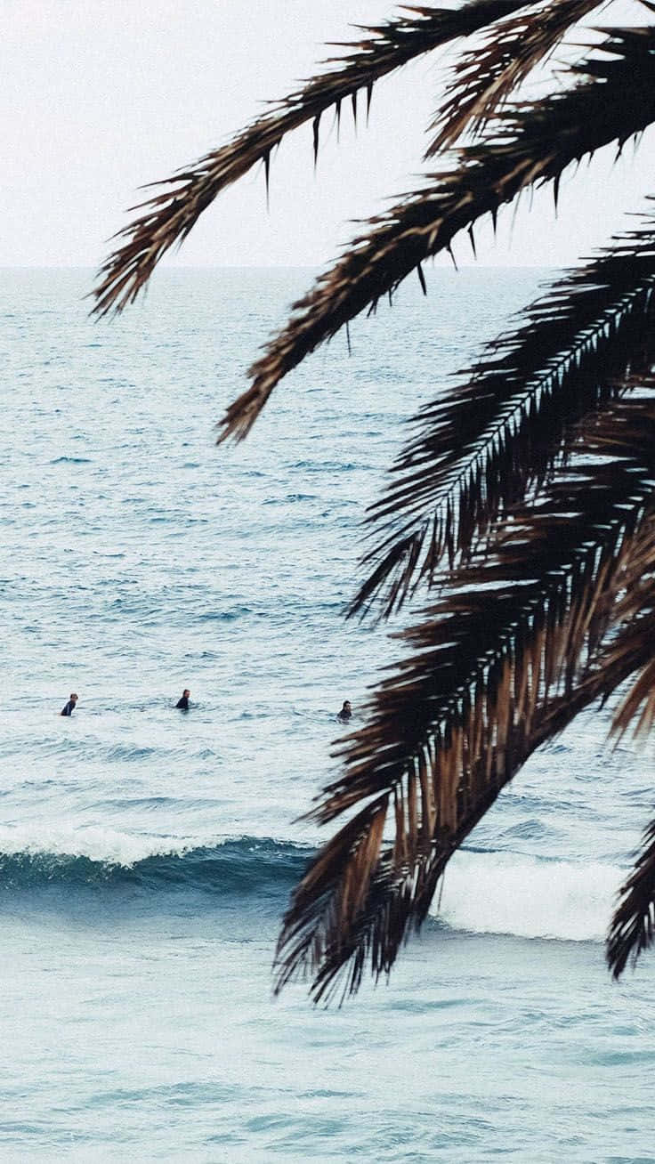 iPhone, palm fronds, surfers, HD Phone Wallpaper