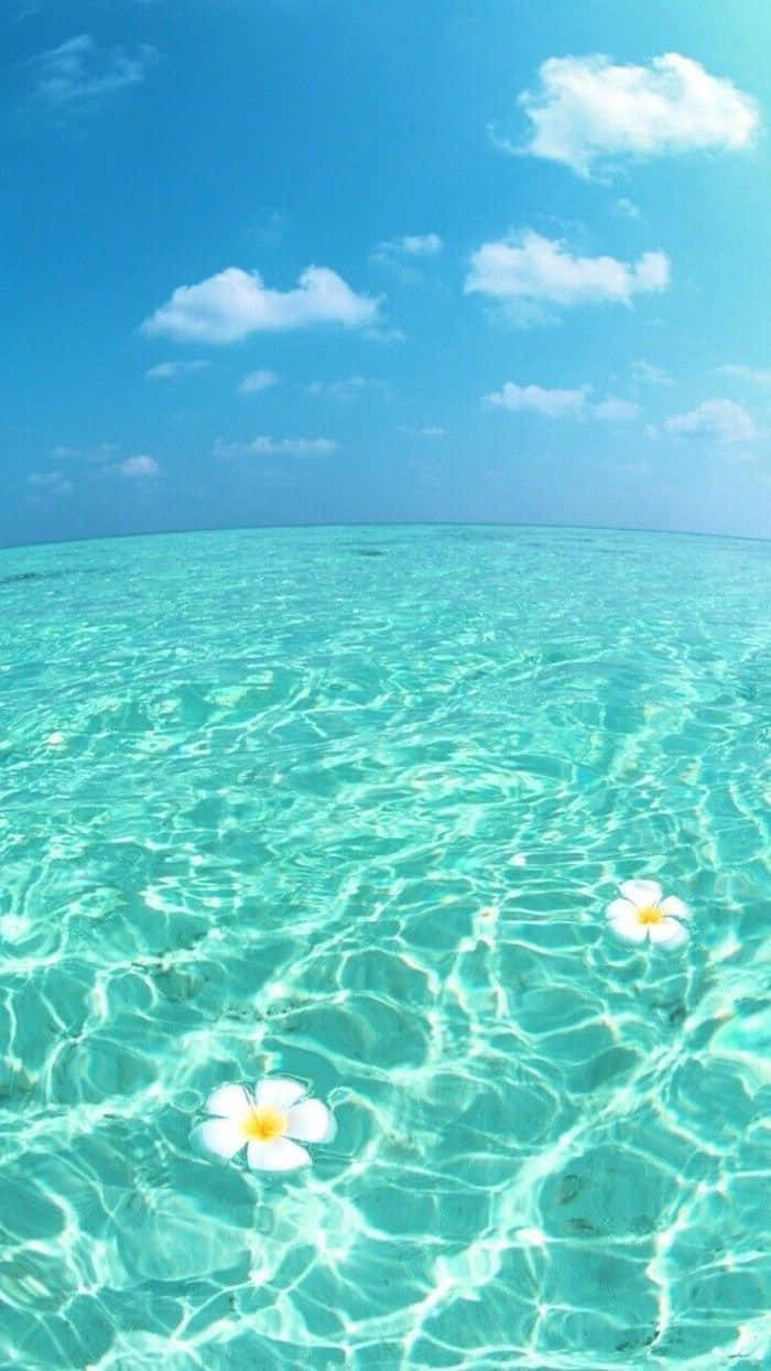 tropical beach, crystal clear turquoise ocean water, white frangipani flowers, SD Phone Wallpaper