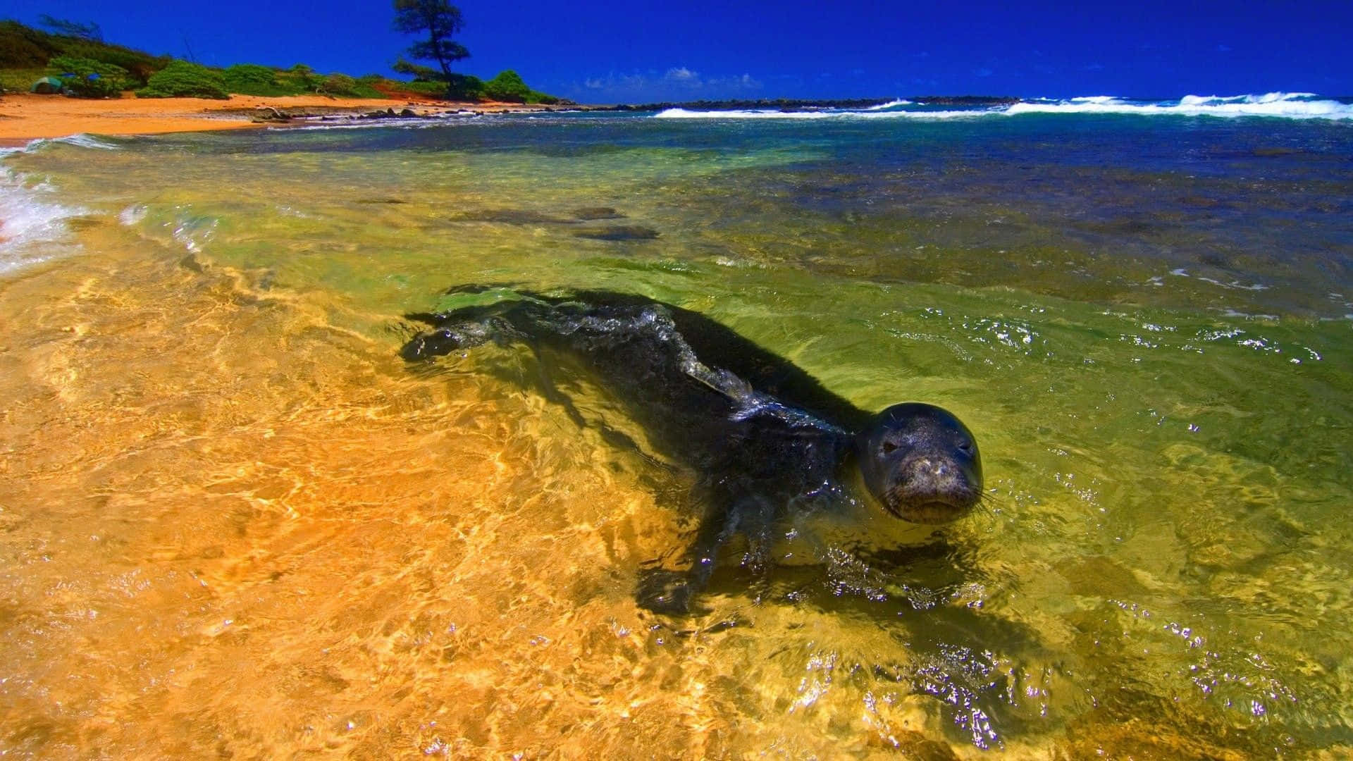 Cute Beach, seal pup, turquoise water, Full HD Desktop Wallpaper