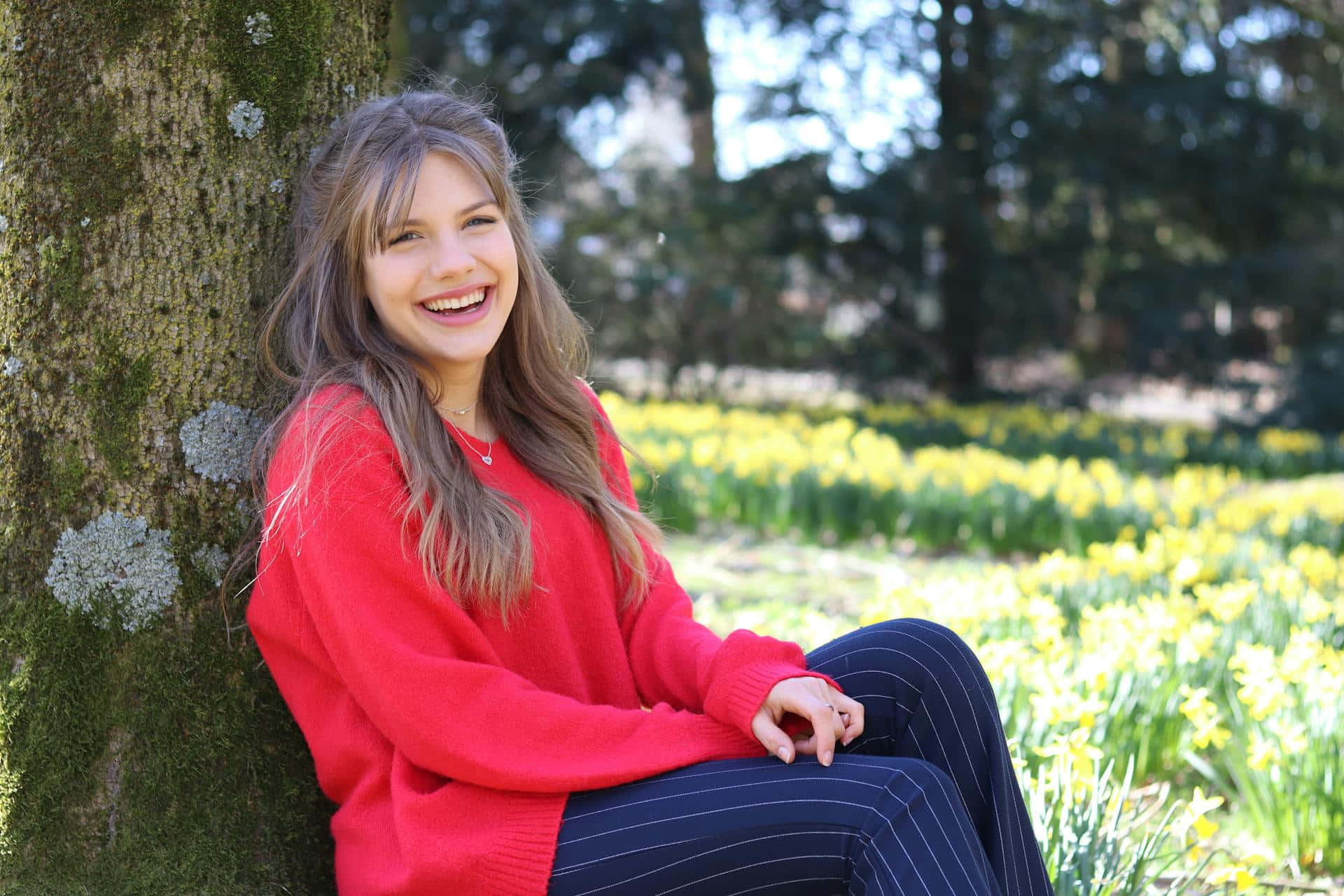 red sweater, mossy tree, field of blooming yellow daffodils, Full HD Desktop Wallpaper