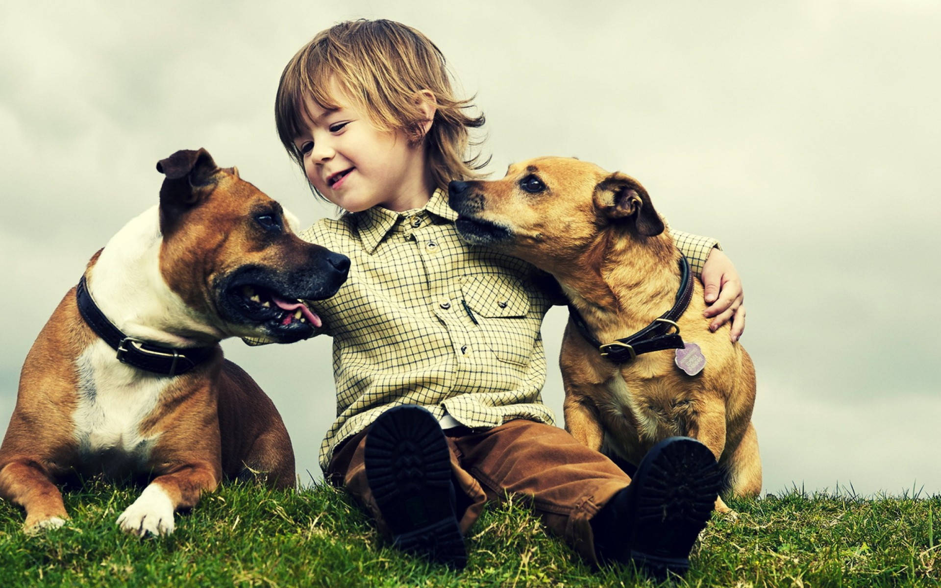 boy best friend, two happy dogs, grass, Full HD Desktop Wallpaper