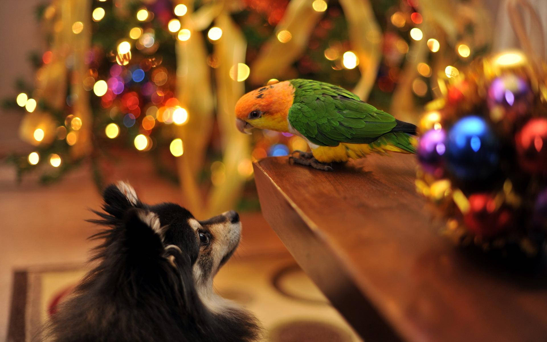 black and white dog, green and orange parrot, wooden ledge, Full HD Desktop Wallpaper