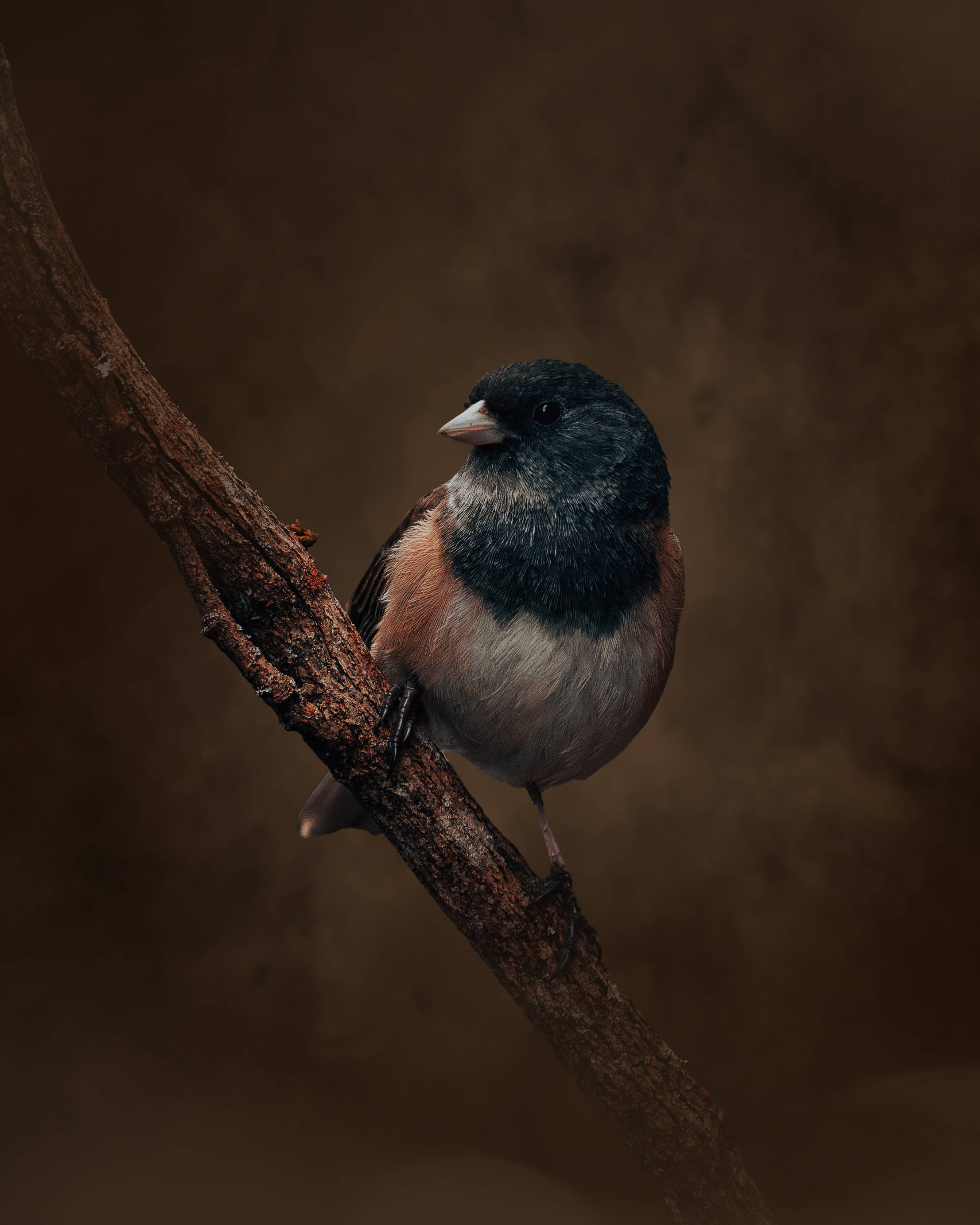 cute black bird aesthetic, dark head, rusty breast, 2K Phone Wallpaper