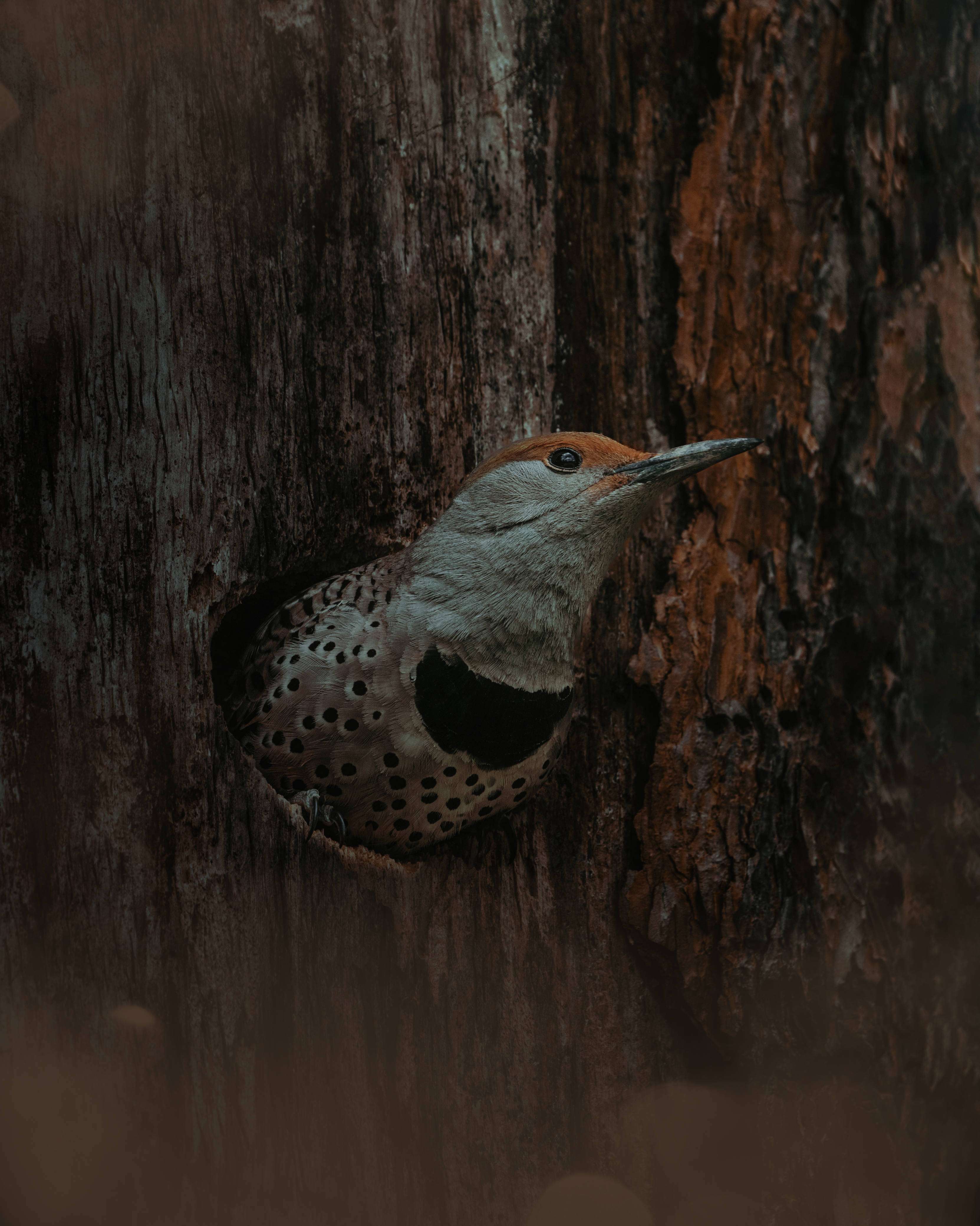 northern flicker, tree hole, textured bark, 4K Phone Wallpaper