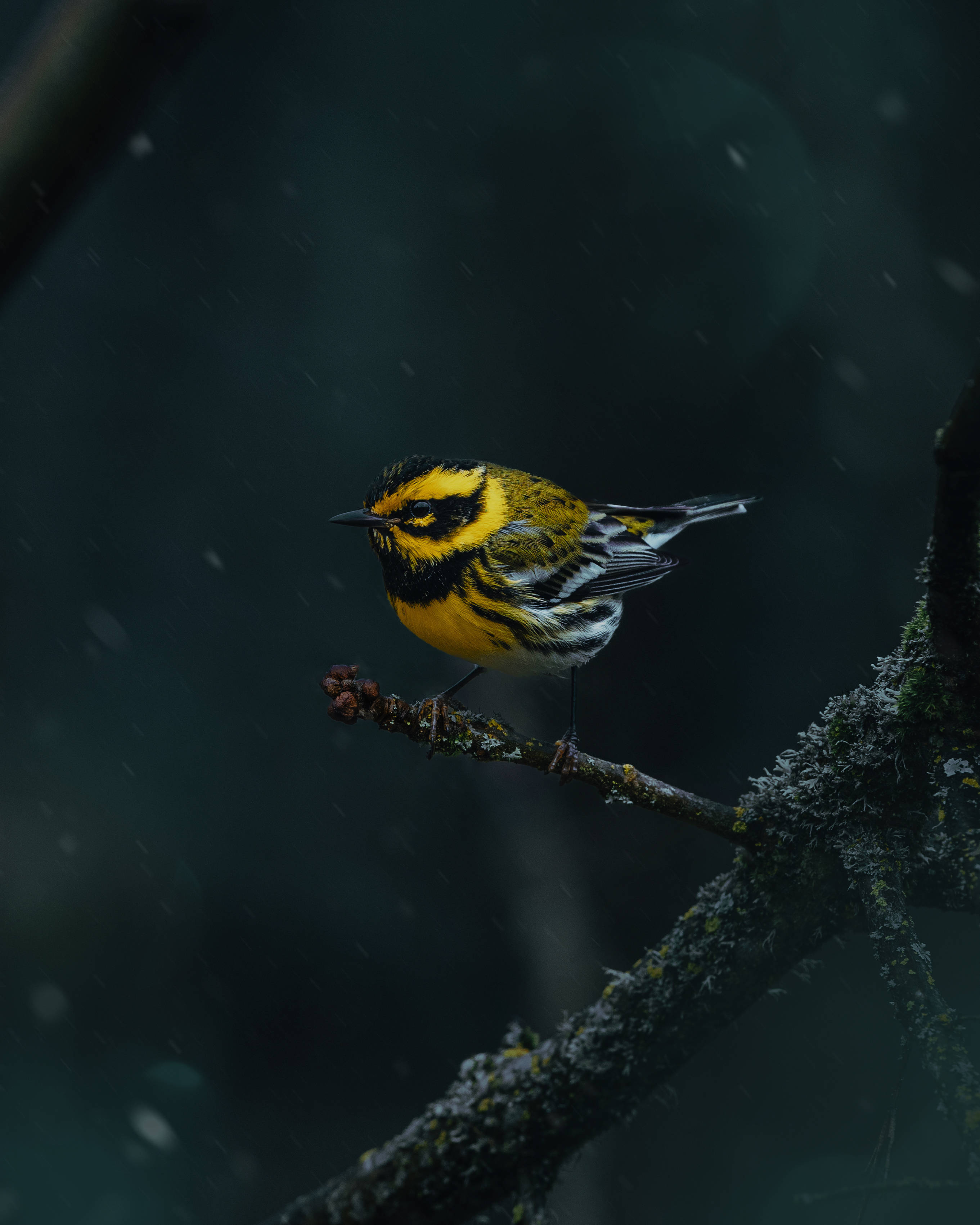 Cute Black Baby Bird Aesthetic, vibrant yellow and black bird, mossy branch, 2K Phone Wallpaper