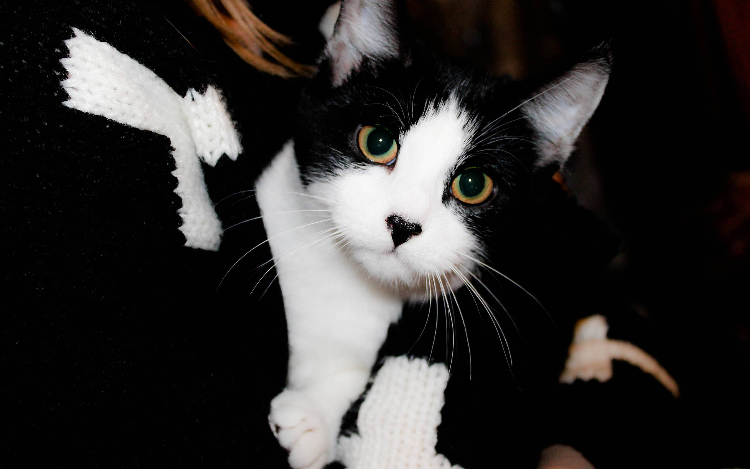 tuxedo cat, black and white, green eyes, 2K Desktop Wallpaper