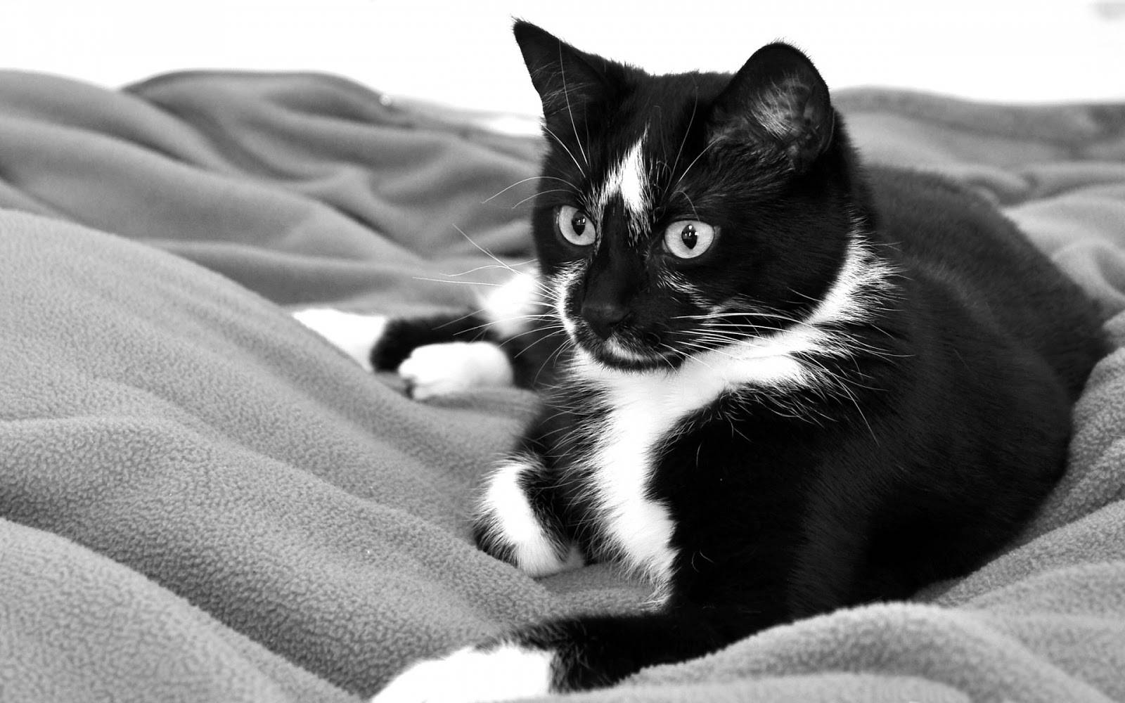 black and white cat, striking eyes, textured blanket, HD Desktop Wallpaper