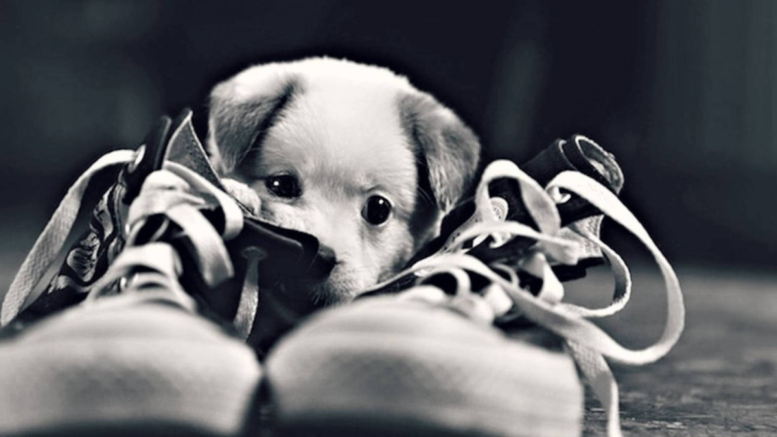 cute black and white puppy sneakers, puppy, sneakers, HD Desktop Wallpaper