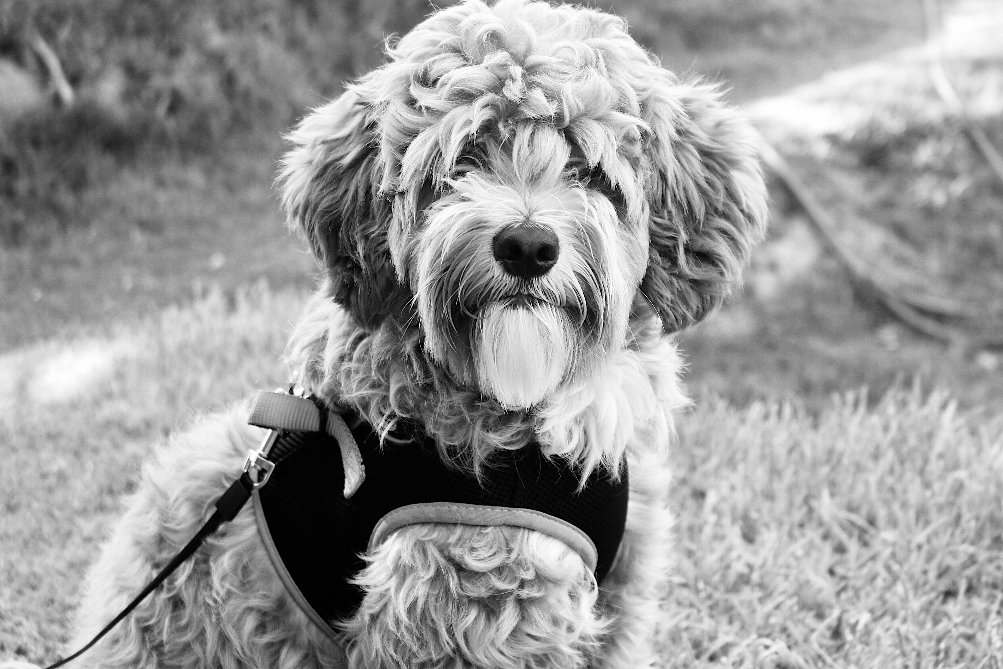 cute black and white small dog, fluffy dog, curly fur, 2K Desktop Wallpaper