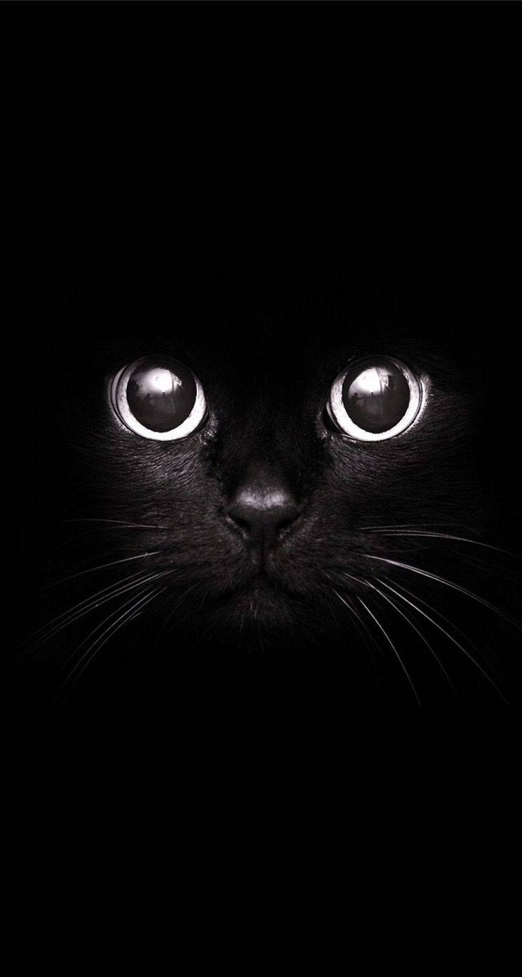 portrait cat, black cat, glowing eyes, HD Phone Wallpaper