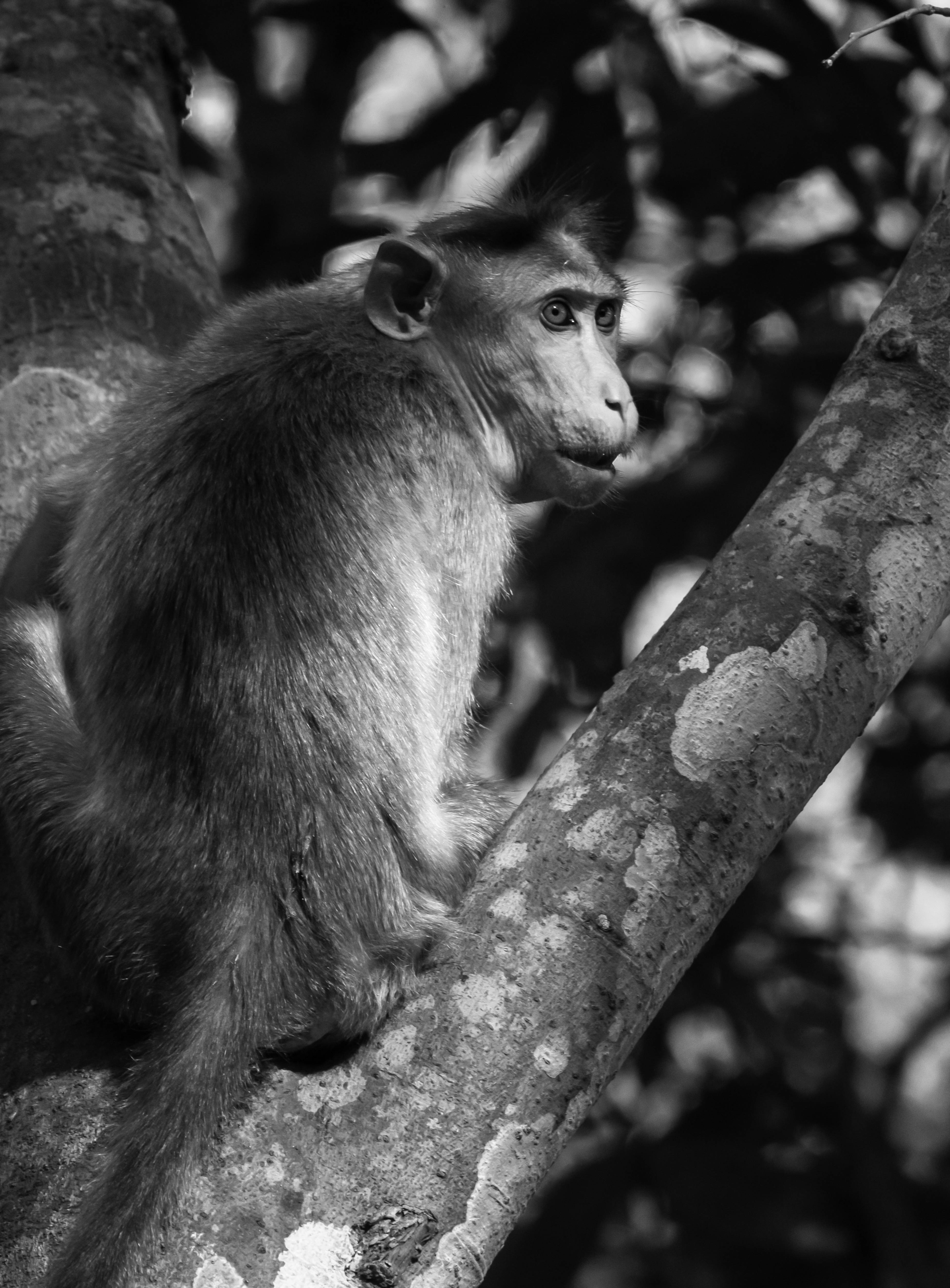 cute black and white monkey, textured tree branch, dappled foliage, 4K Phone Wallpaper