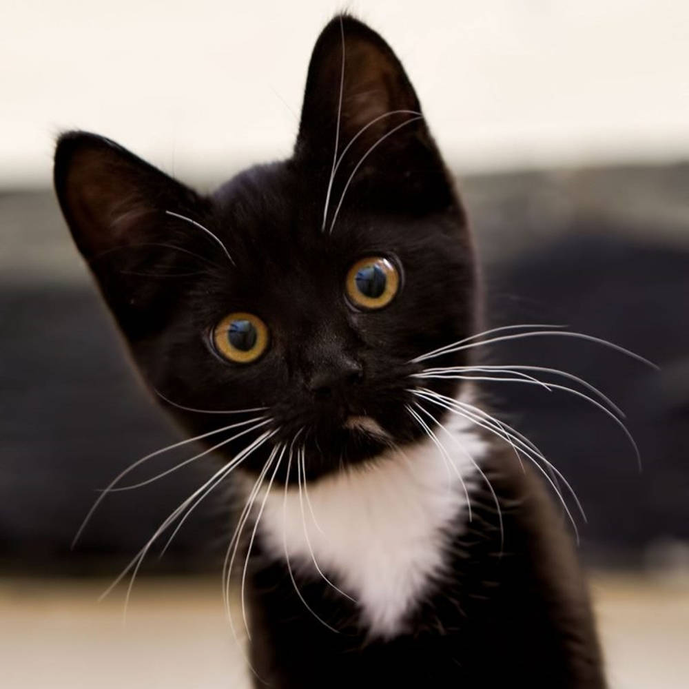 black kitten, bright yellow eyes, white chest, SD Desktop Wallpaper
