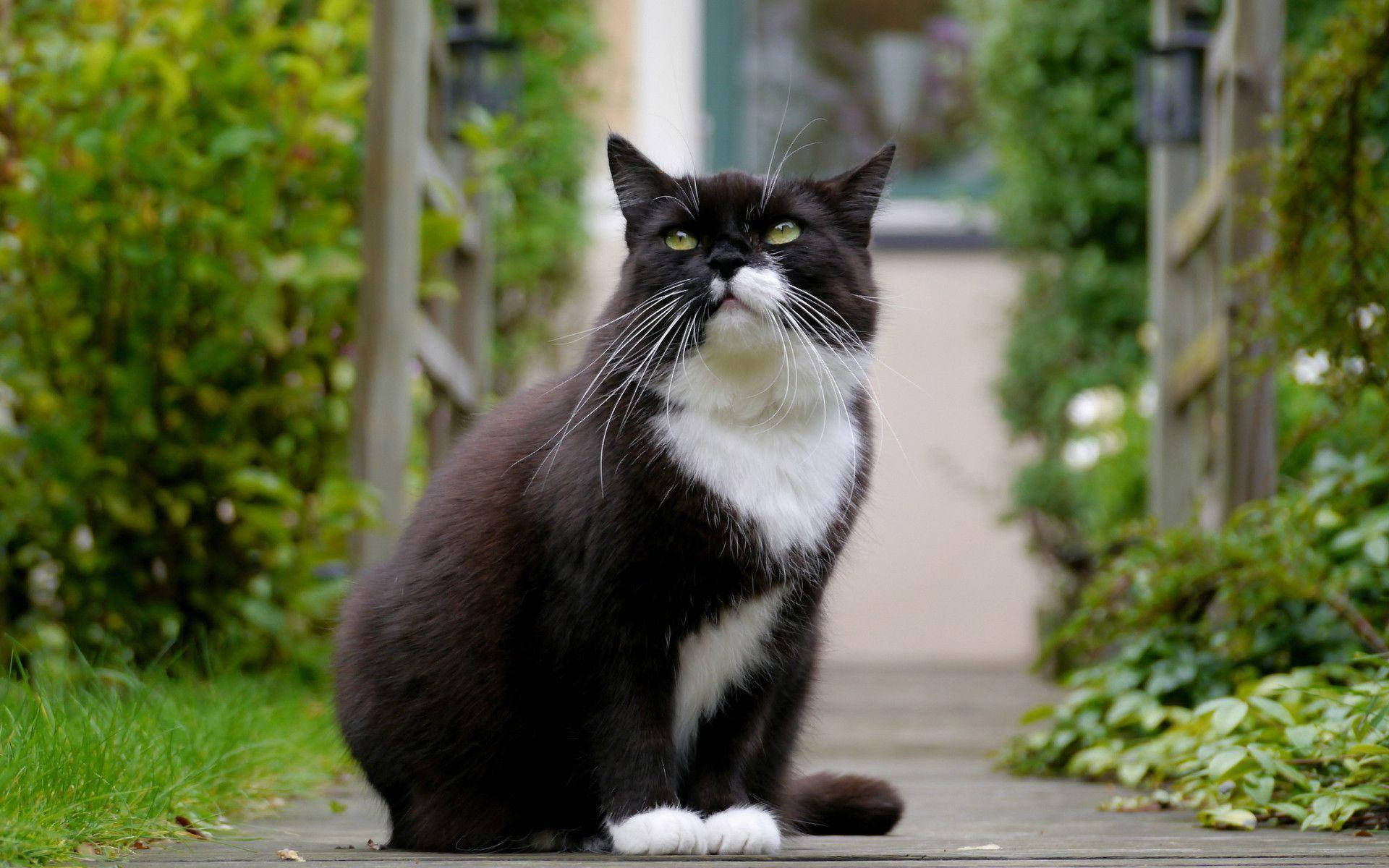 black and white cat, bright green eyes, wooden path, Full HD Desktop Wallpaper