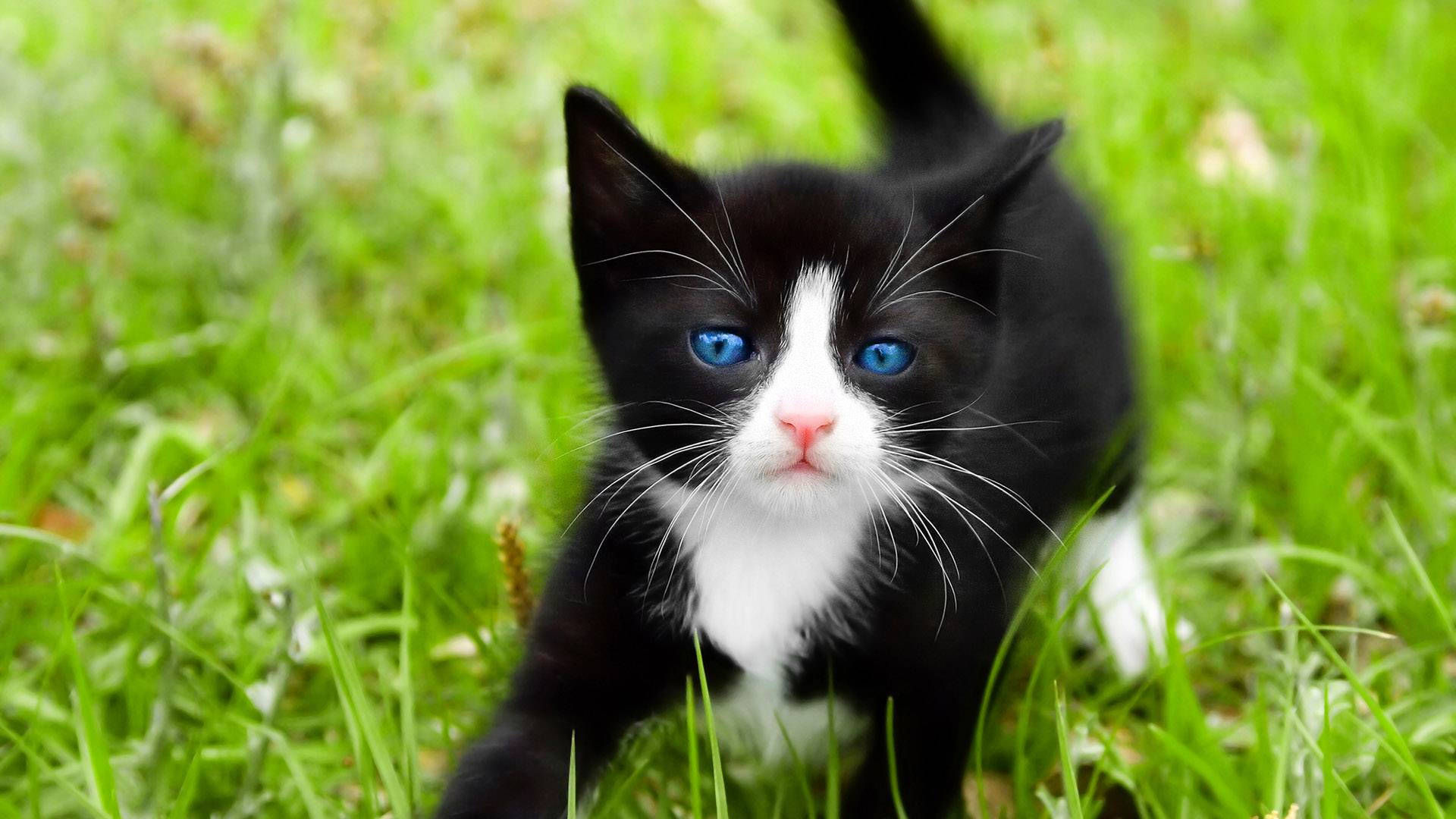 small black and white cat, blue eyes, vibrant green grass, Full HD Desktop Wallpaper
