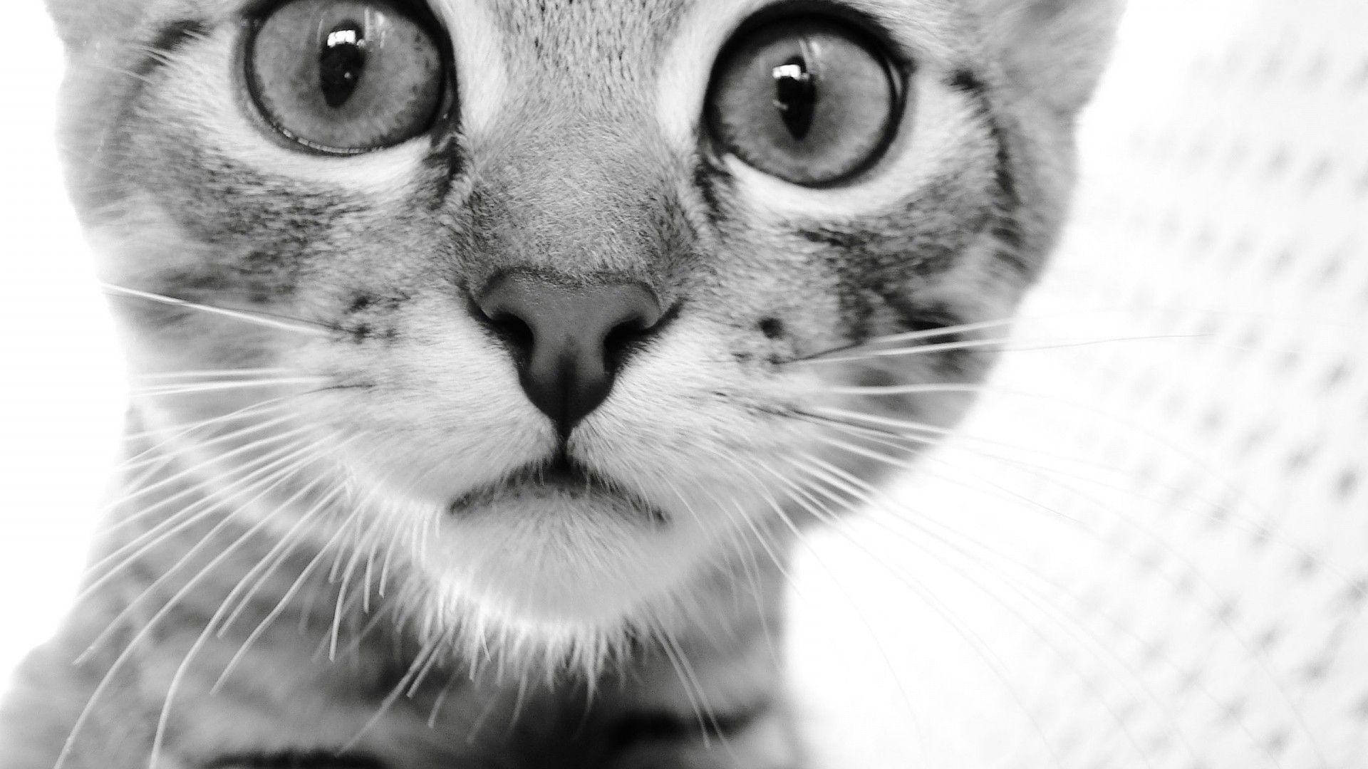 tabby cat, black and white, close-up, Full HD Desktop Wallpaper