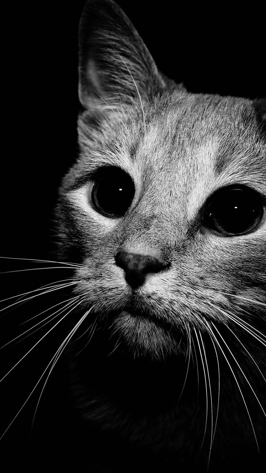 cute black and white cat, close-up, cat's face, Full HD Phone Wallpaper