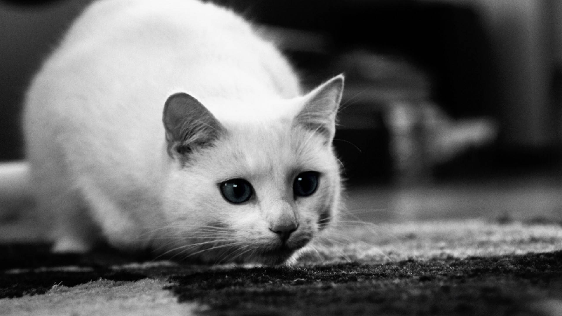 cute black and white cat, white cat, striking eyes, Full HD Desktop Wallpaper