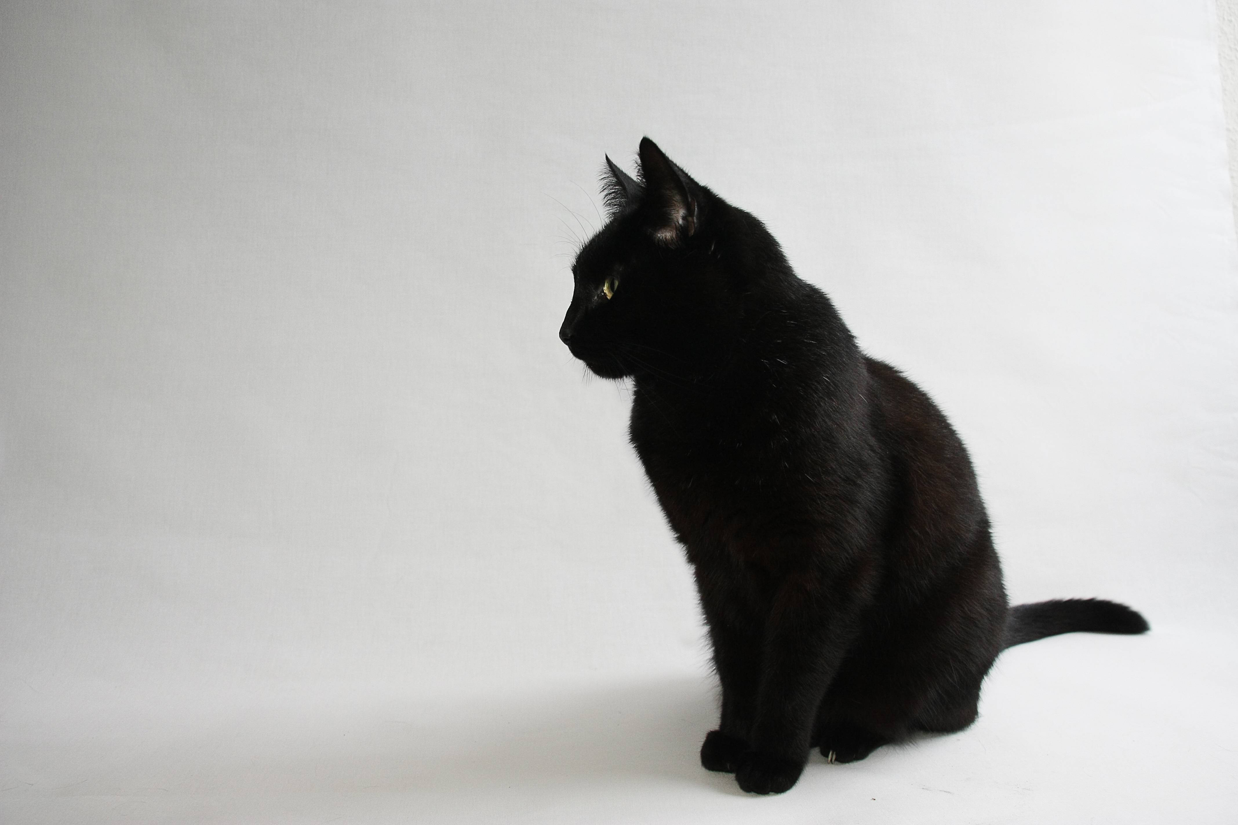 black cat, white background, yellow eyes, 4K Desktop Wallpaper