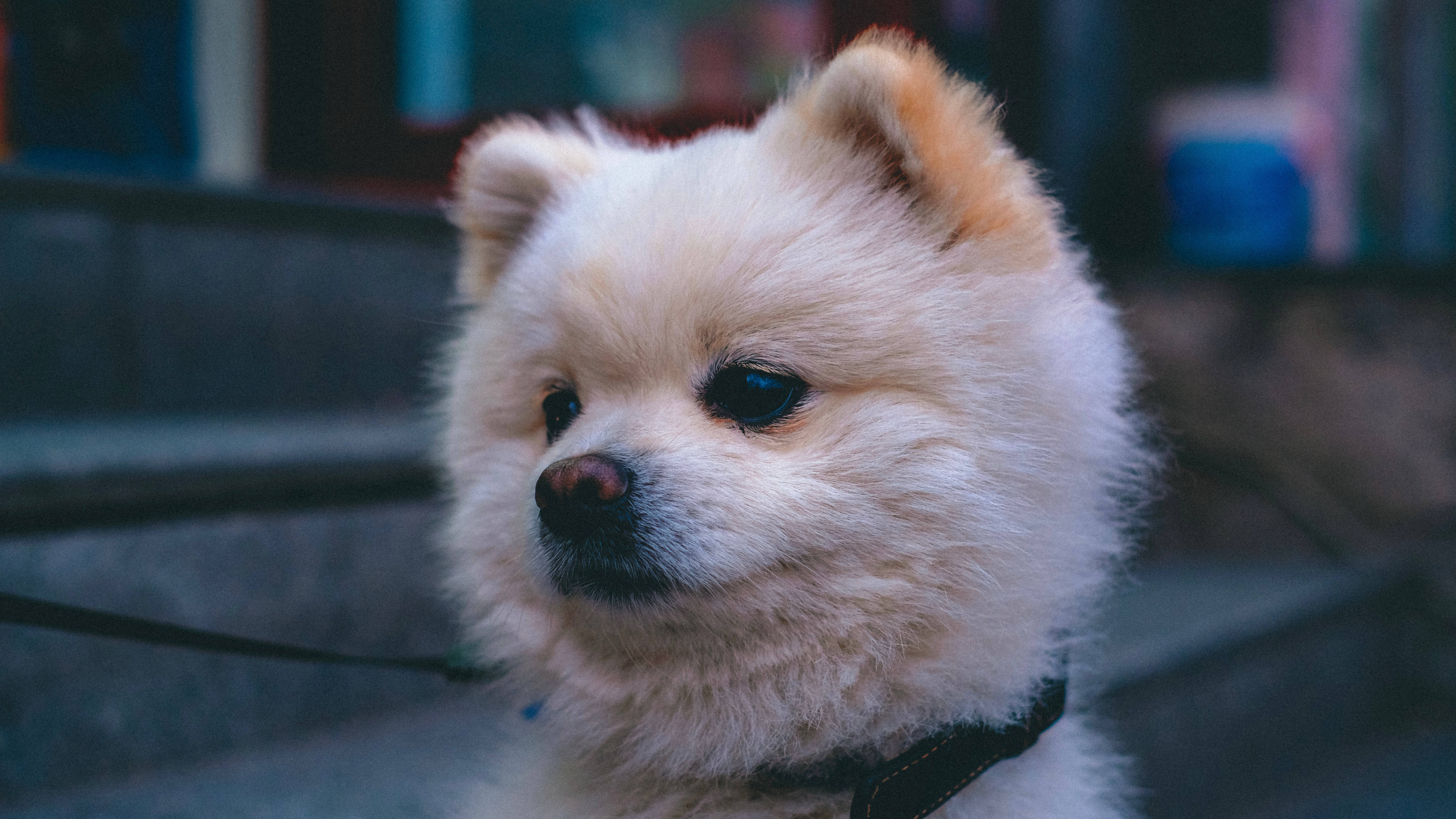 Pomeranian, cream-colored, black nose, 5K Desktop Wallpaper