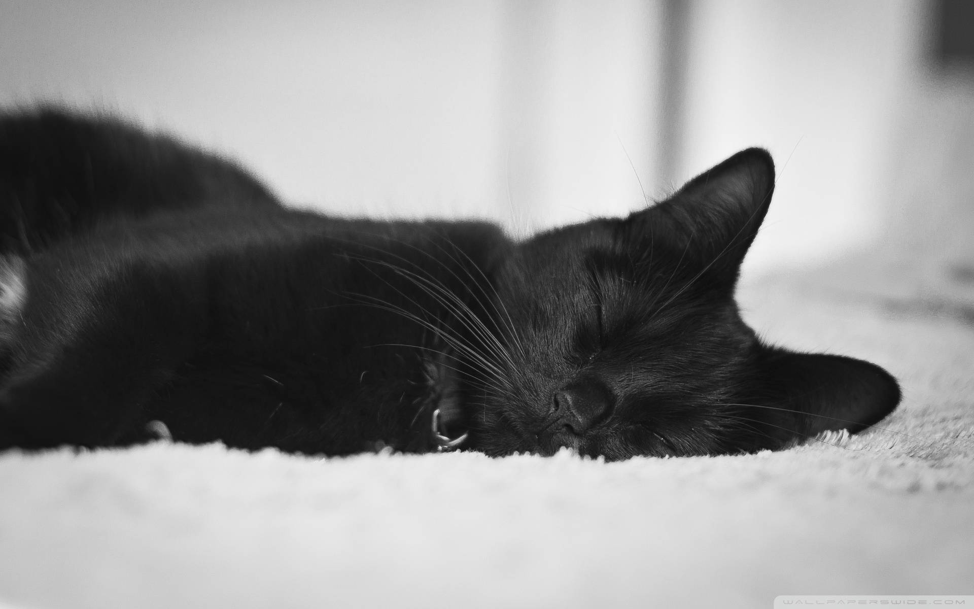 Cute Black Sleeping Cat, black cat, soft textured surface, Full HD Desktop Wallpaper
