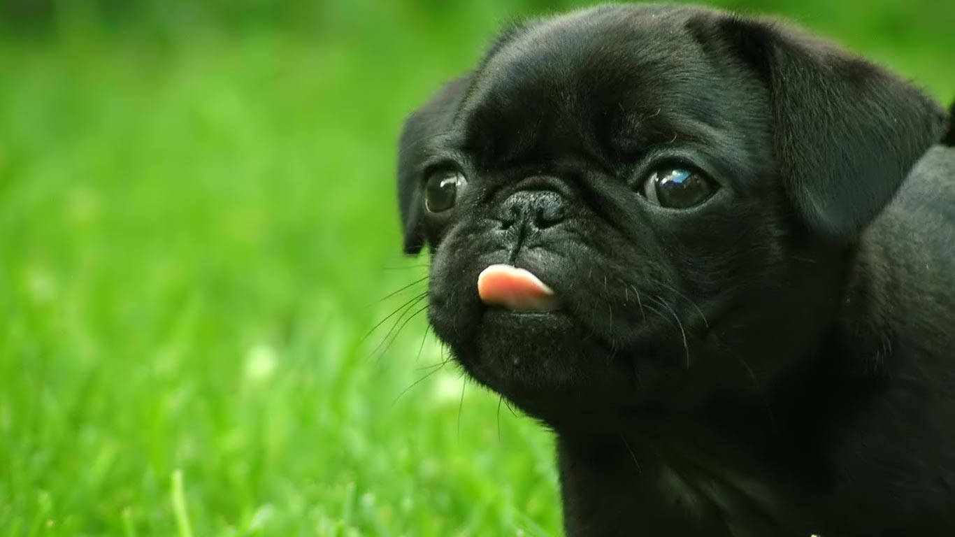 black pug puppy, pink tongue, vibrant green grass, HD Desktop Wallpaper