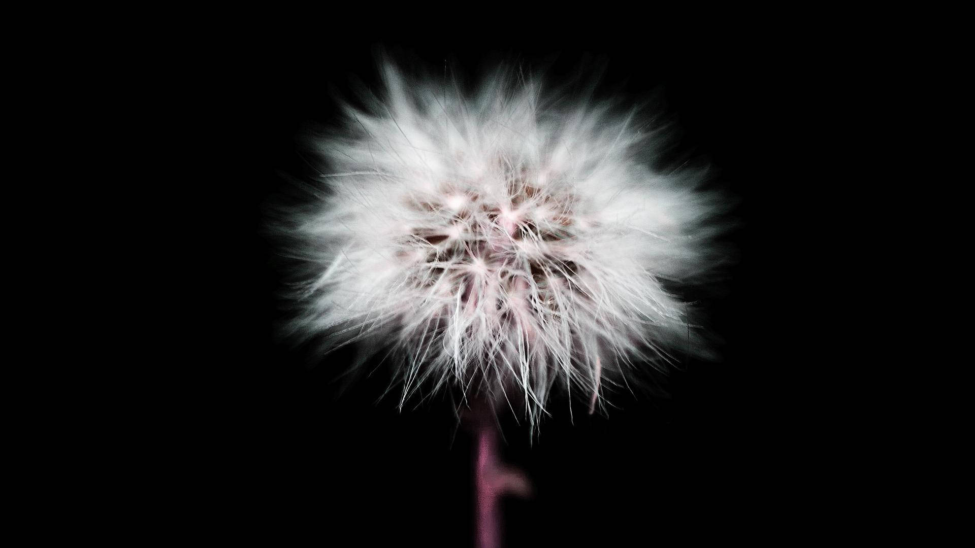 Cute Black Dandelion Flower, dandelion seed head, feathery seeds, Full HD Desktop Wallpaper