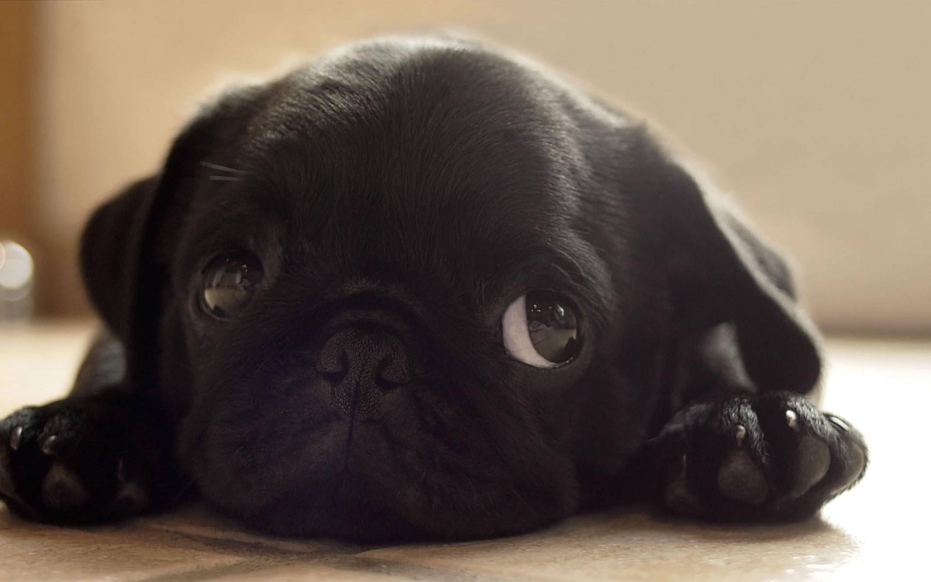 black pug puppy, wooden floor, big soulful eyes, Full HD Desktop Wallpaper