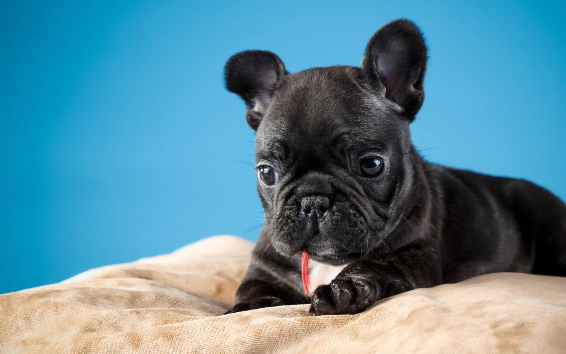 black French bulldog puppy, big eyes, beige blanket, Full HD Desktop Wallpaper