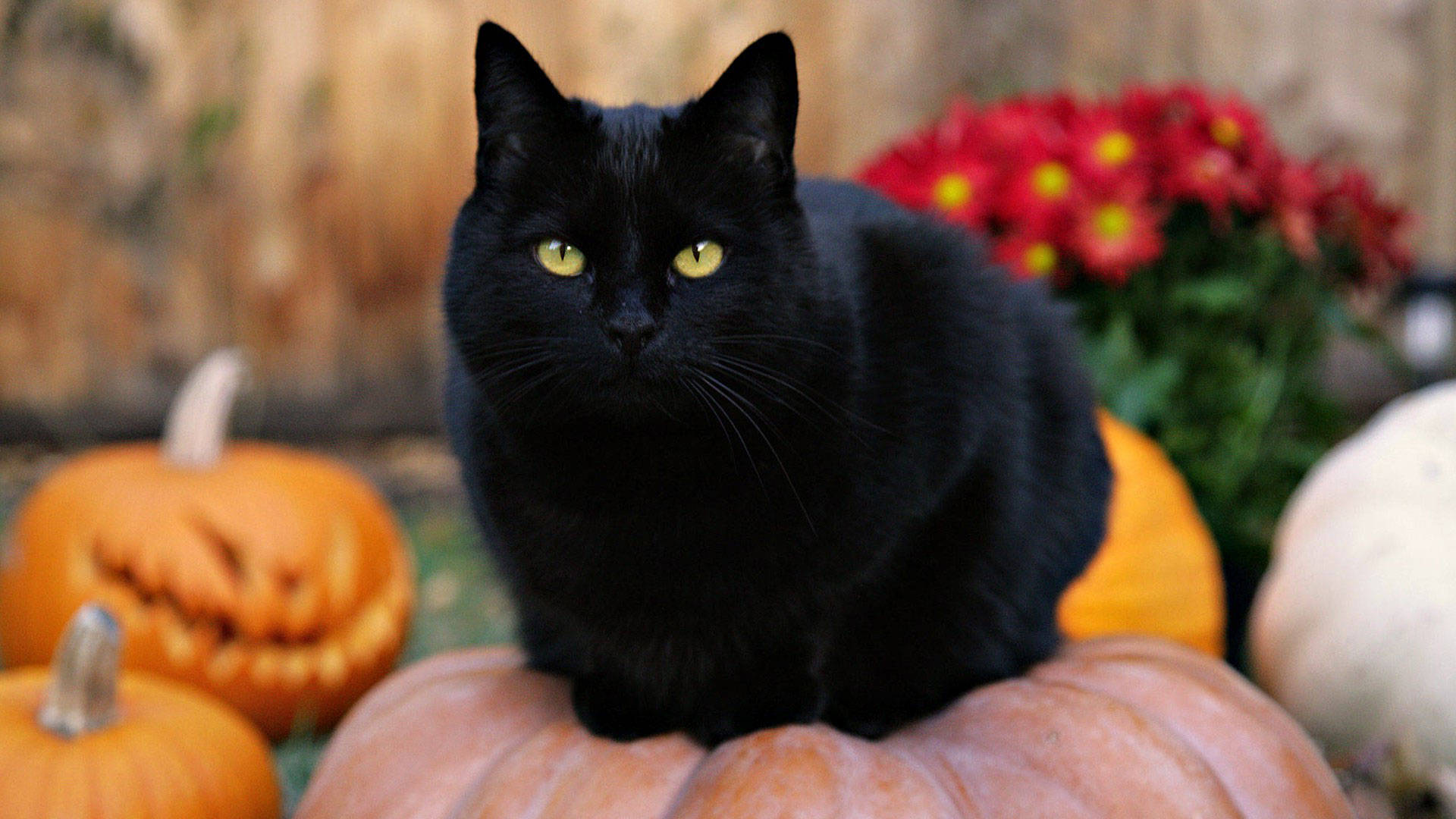 Cute Black Fluffy Cat, sleek black cat, glowing yellow eyes, Full HD Desktop Wallpaper