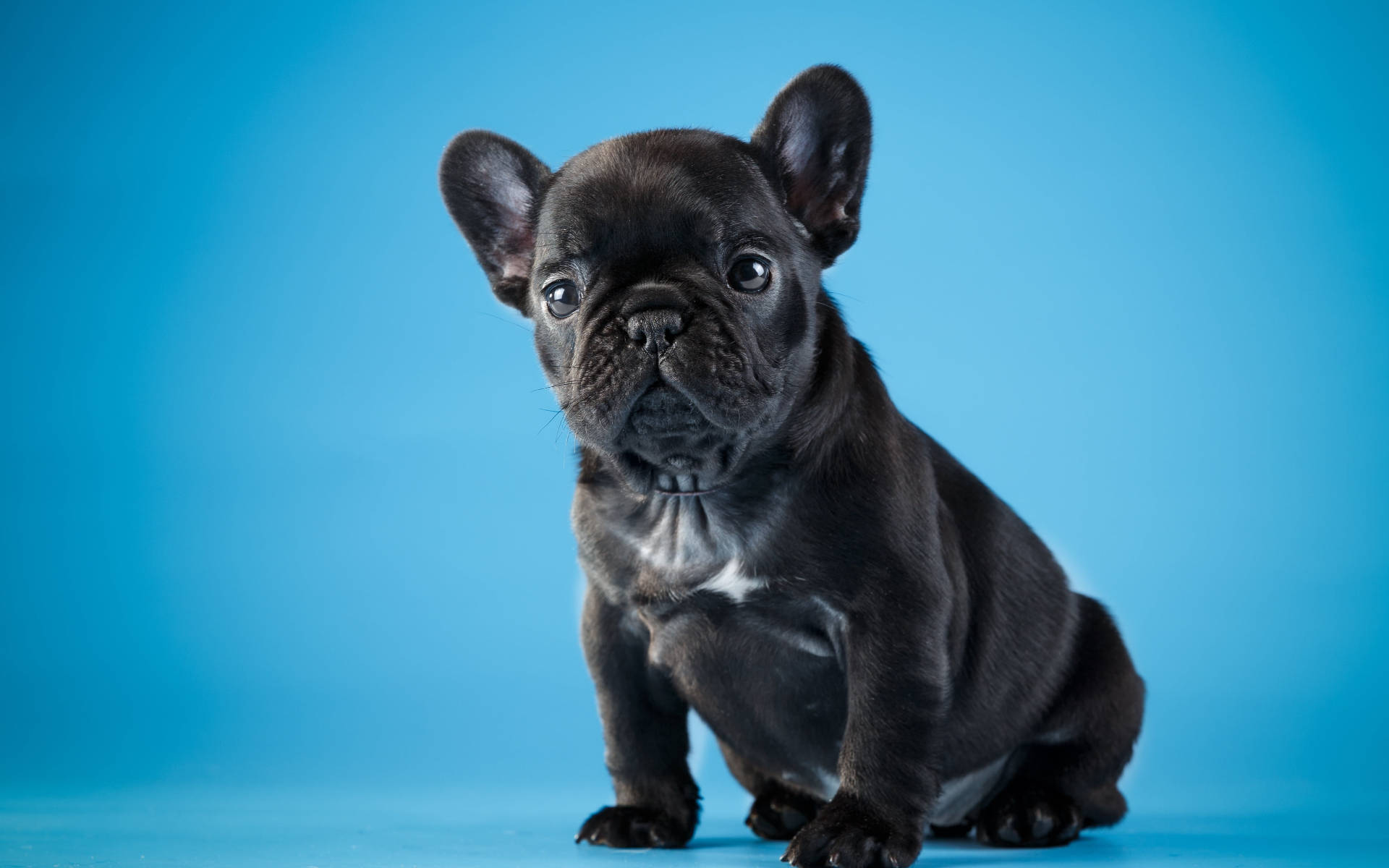 French bulldog, black, large ears, Full HD Desktop Wallpaper