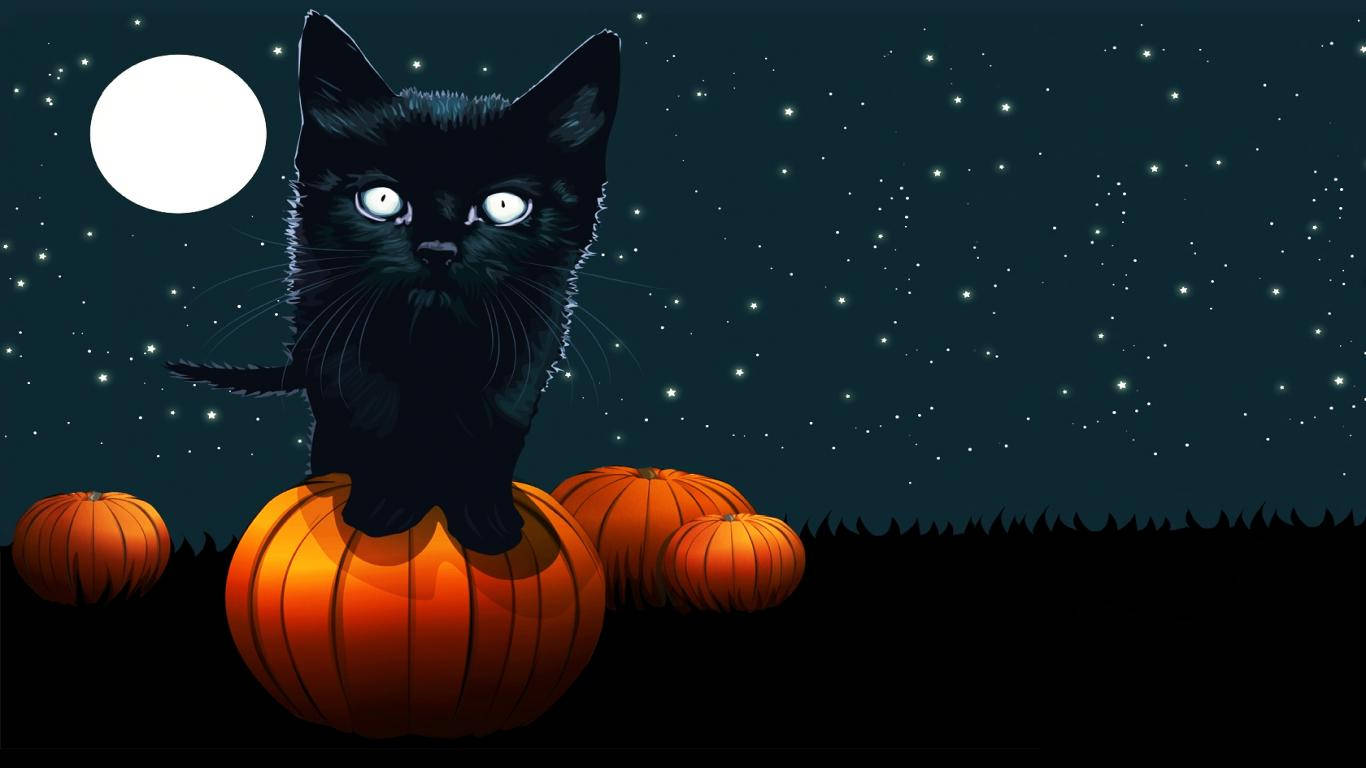 black kitten, pumpkin, full moon, HD Desktop Wallpaper